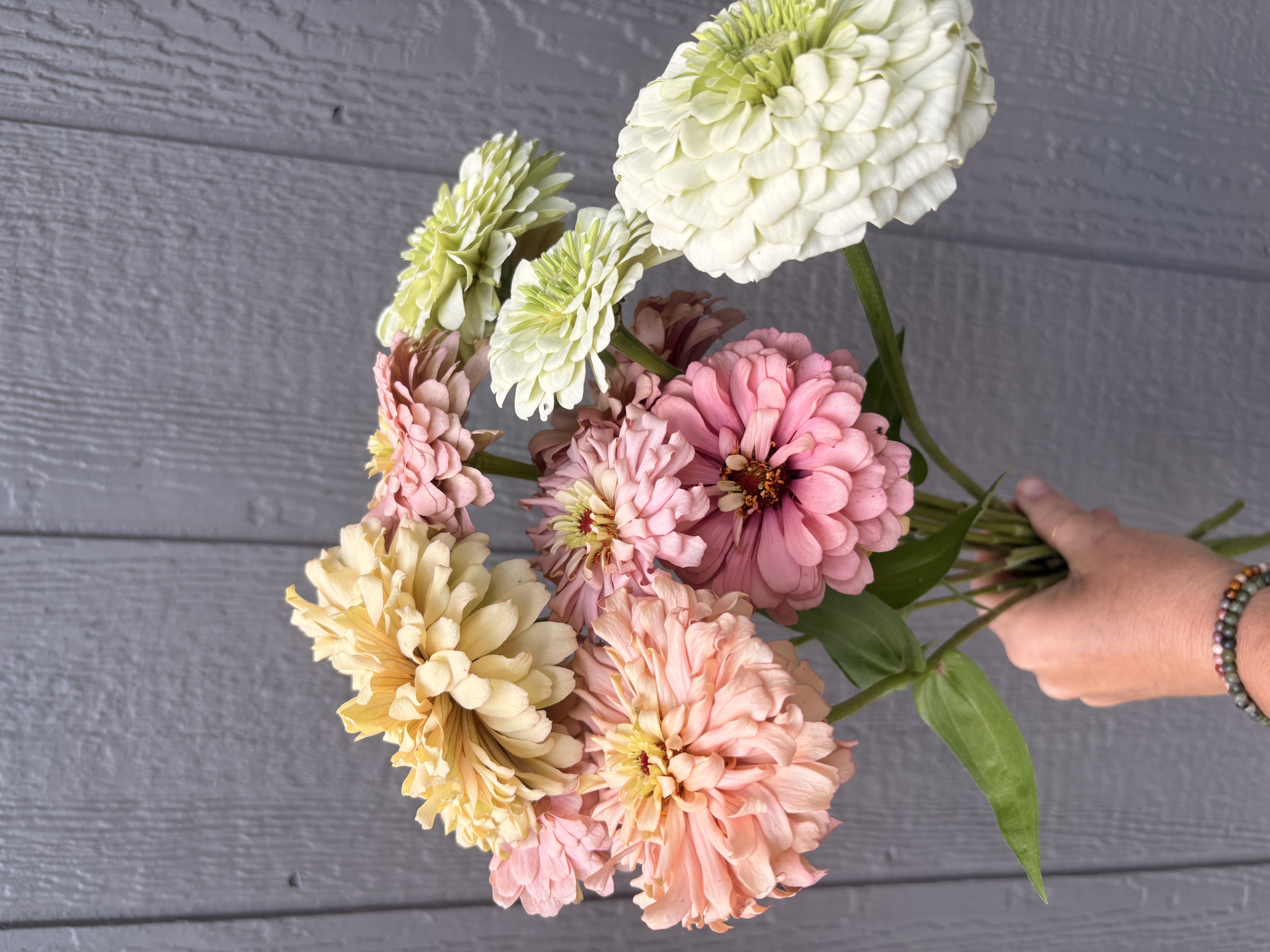 ZINNIA