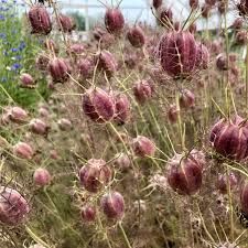 NIGELLA