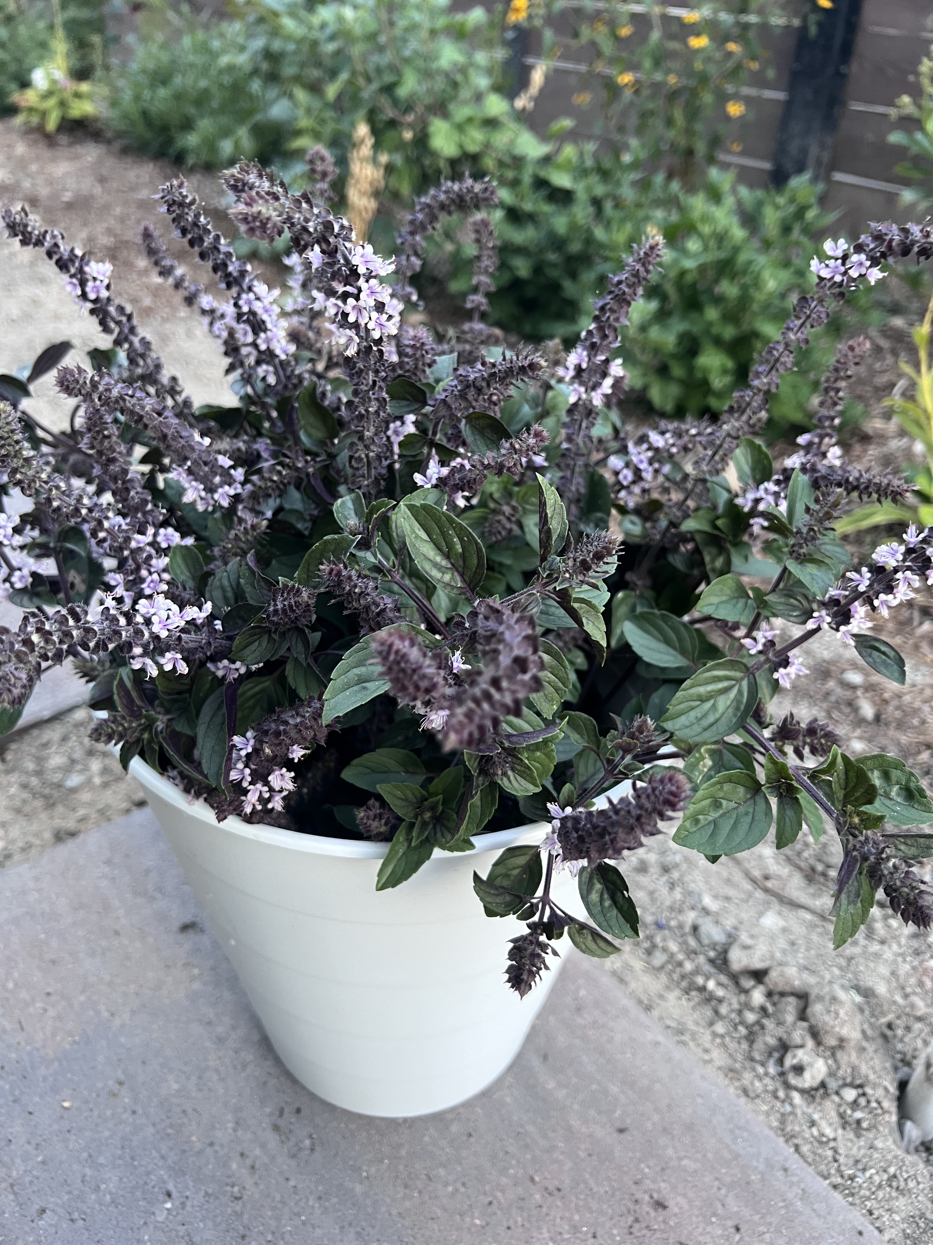 OCIMUM kilimandscharicum x basilicum