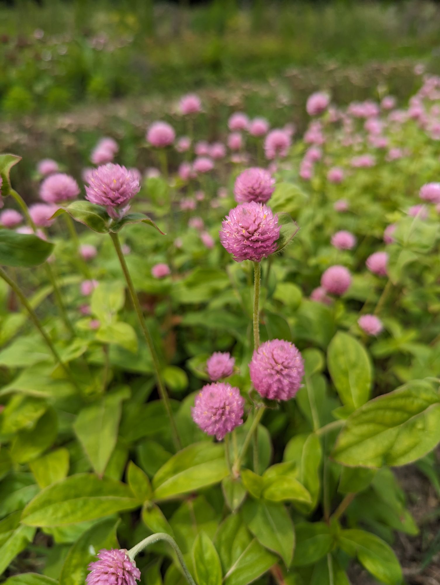 GOMPHRENA globosa QIS