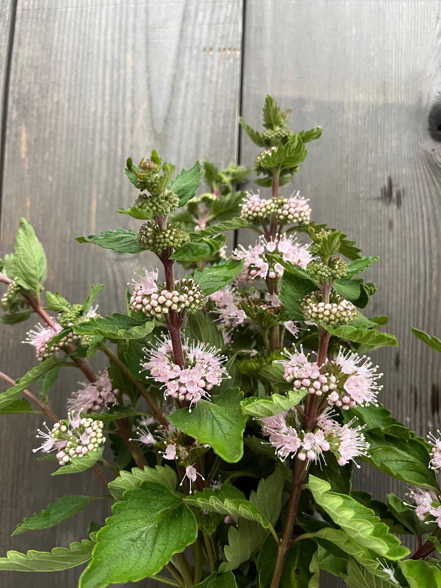 CARYOPTERIS incana Pagoda Blush