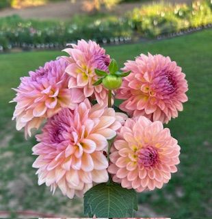 DAHLIA