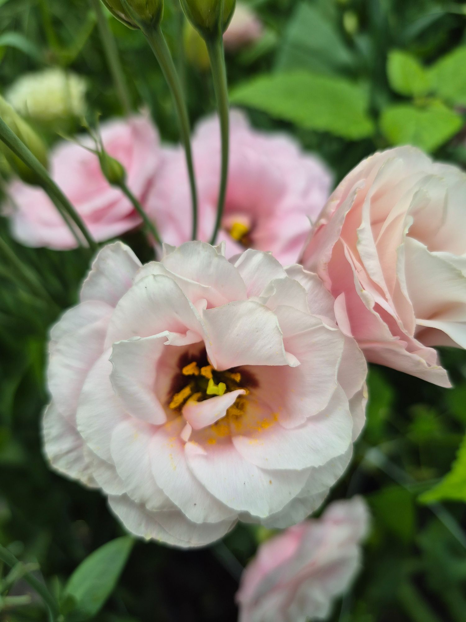EUSTOMA grandiflorum