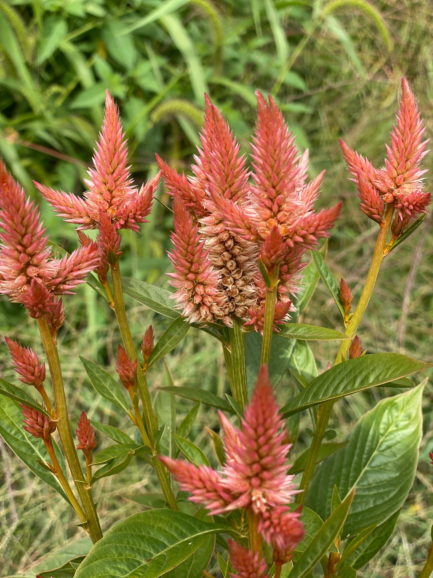 CELOSIA argentea spicata Celway Salmon