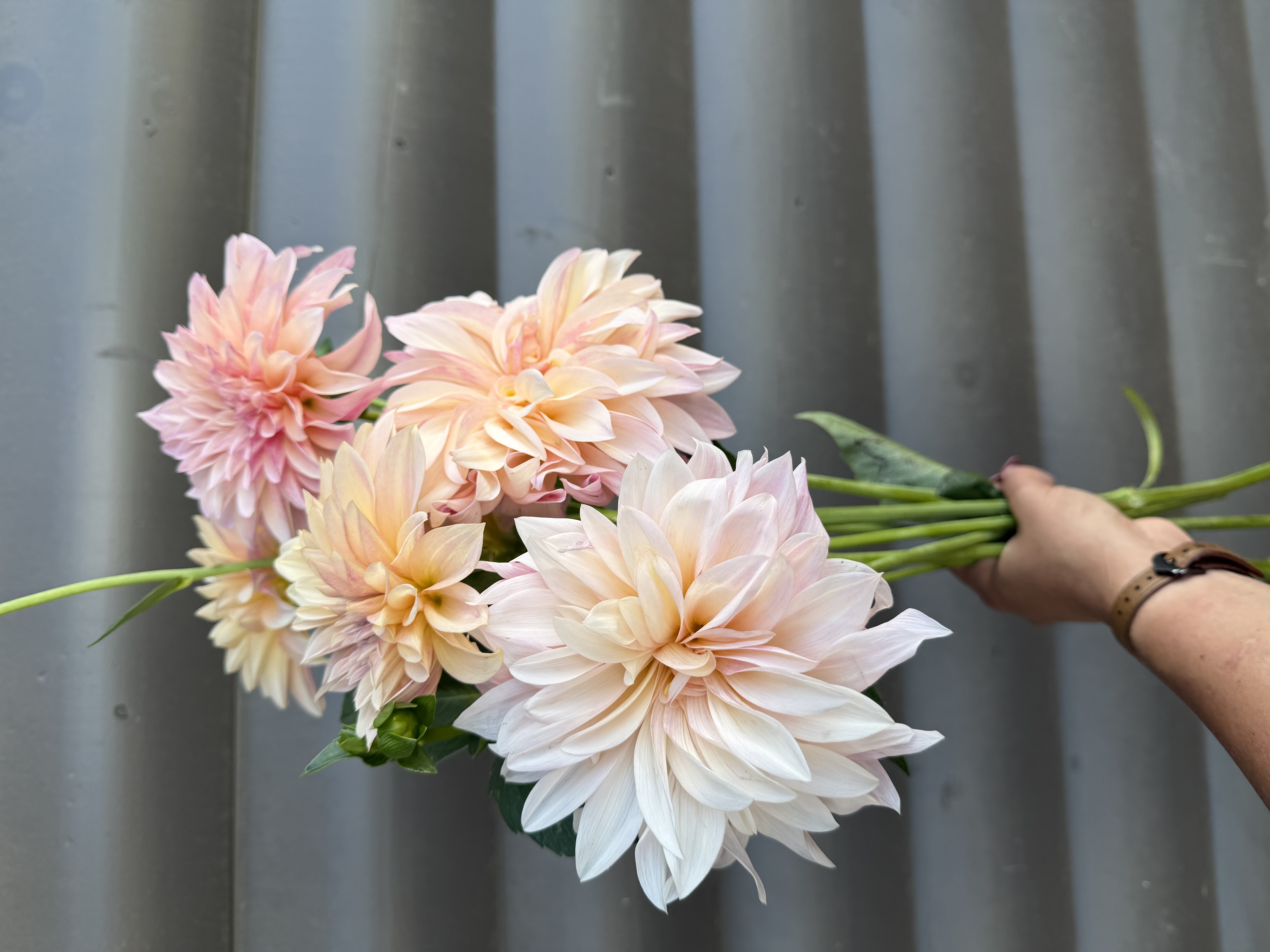 DAHLIA Cafe Au Lait