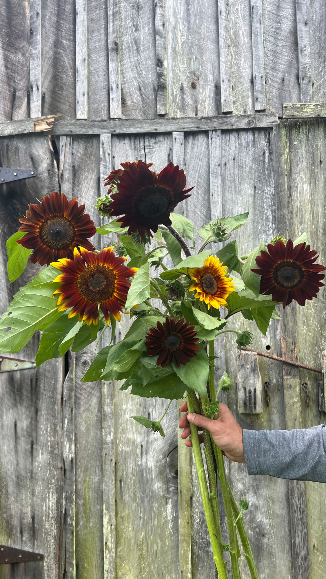 HELIANTHUS annuus Rogue Royale