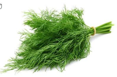 Herbs: Dill