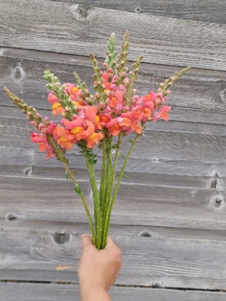 ANTIRRHINUM majus Monaco Orange