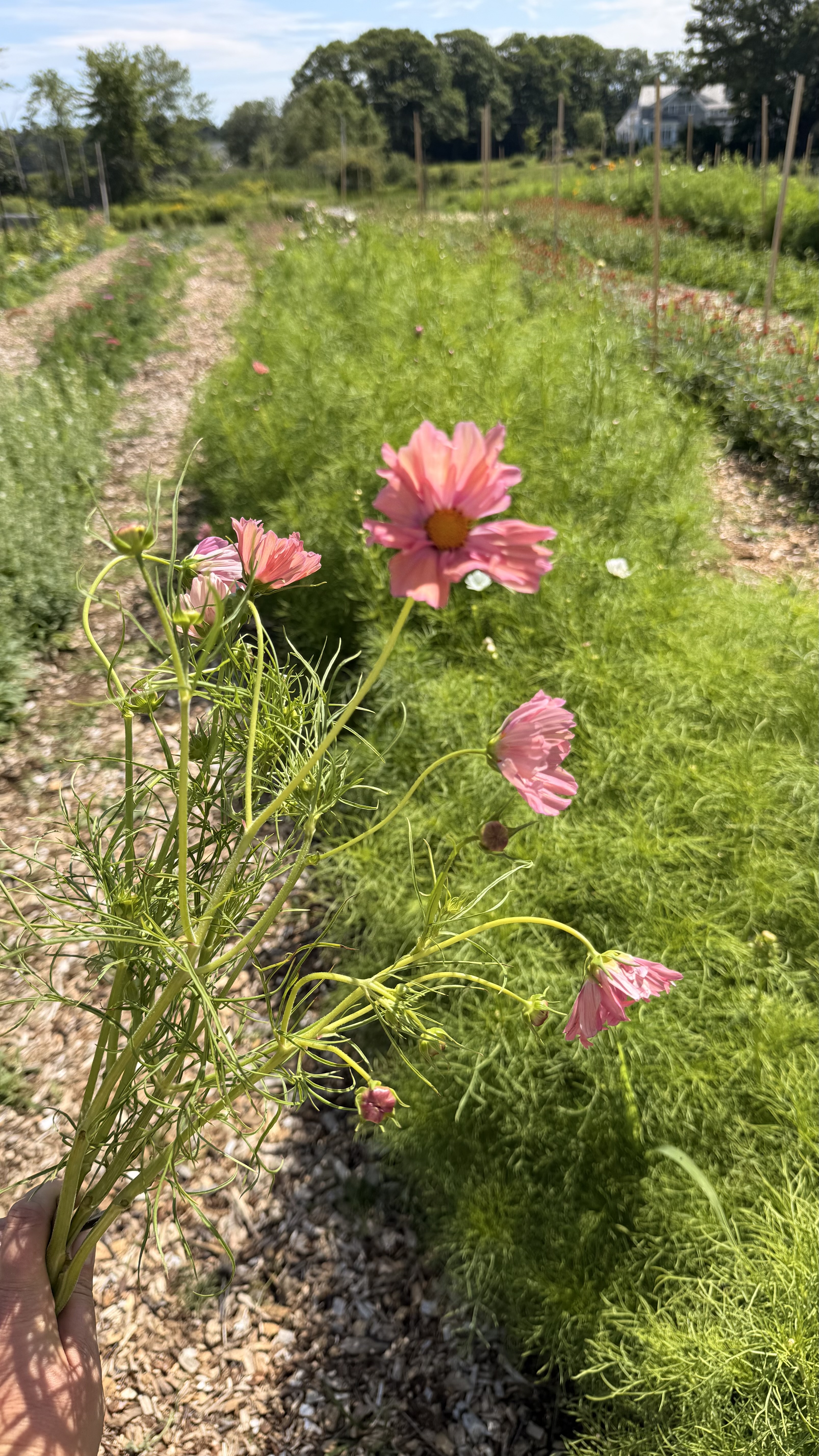 COSMOS bipinnatus Apricotta