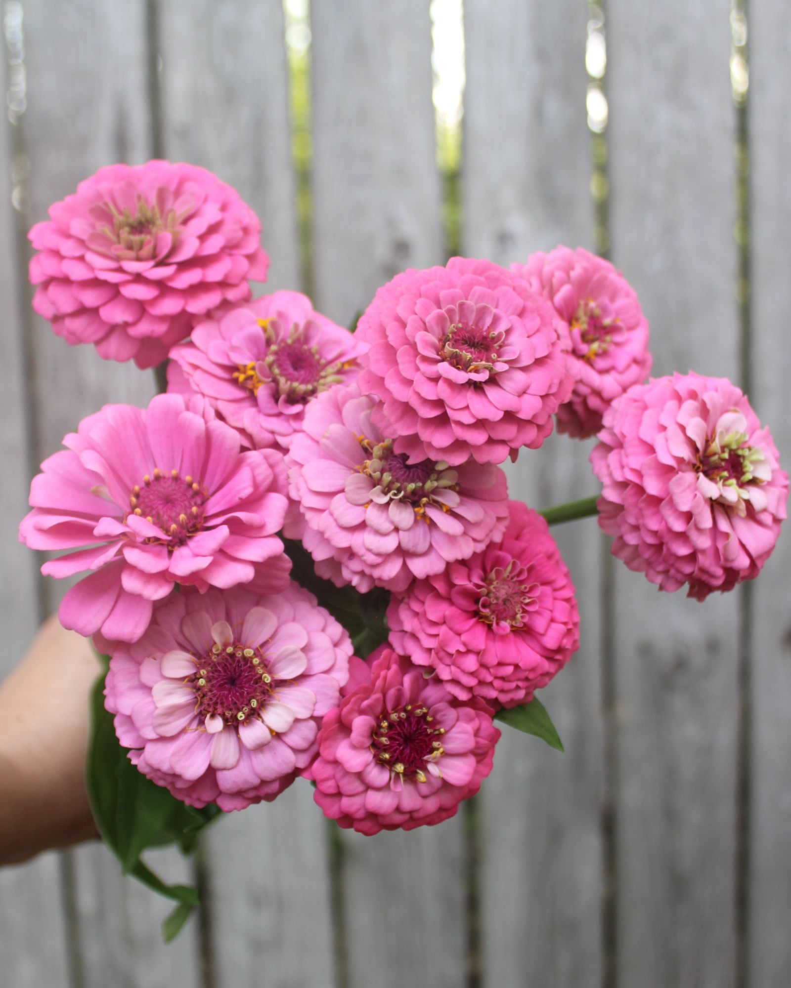 ZINNIA elegans Oklahoma Series