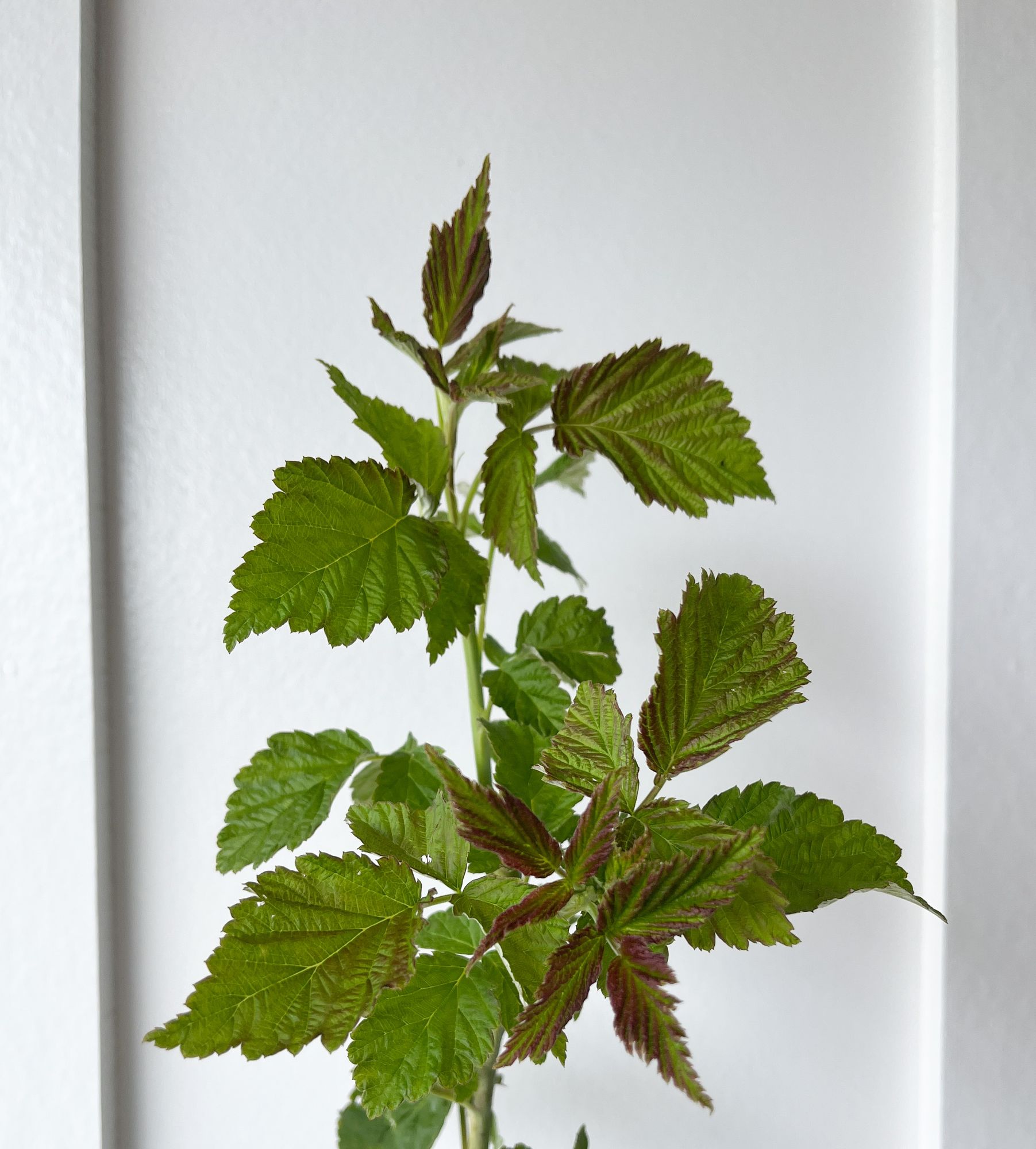 RUBUS idaeus Joan J