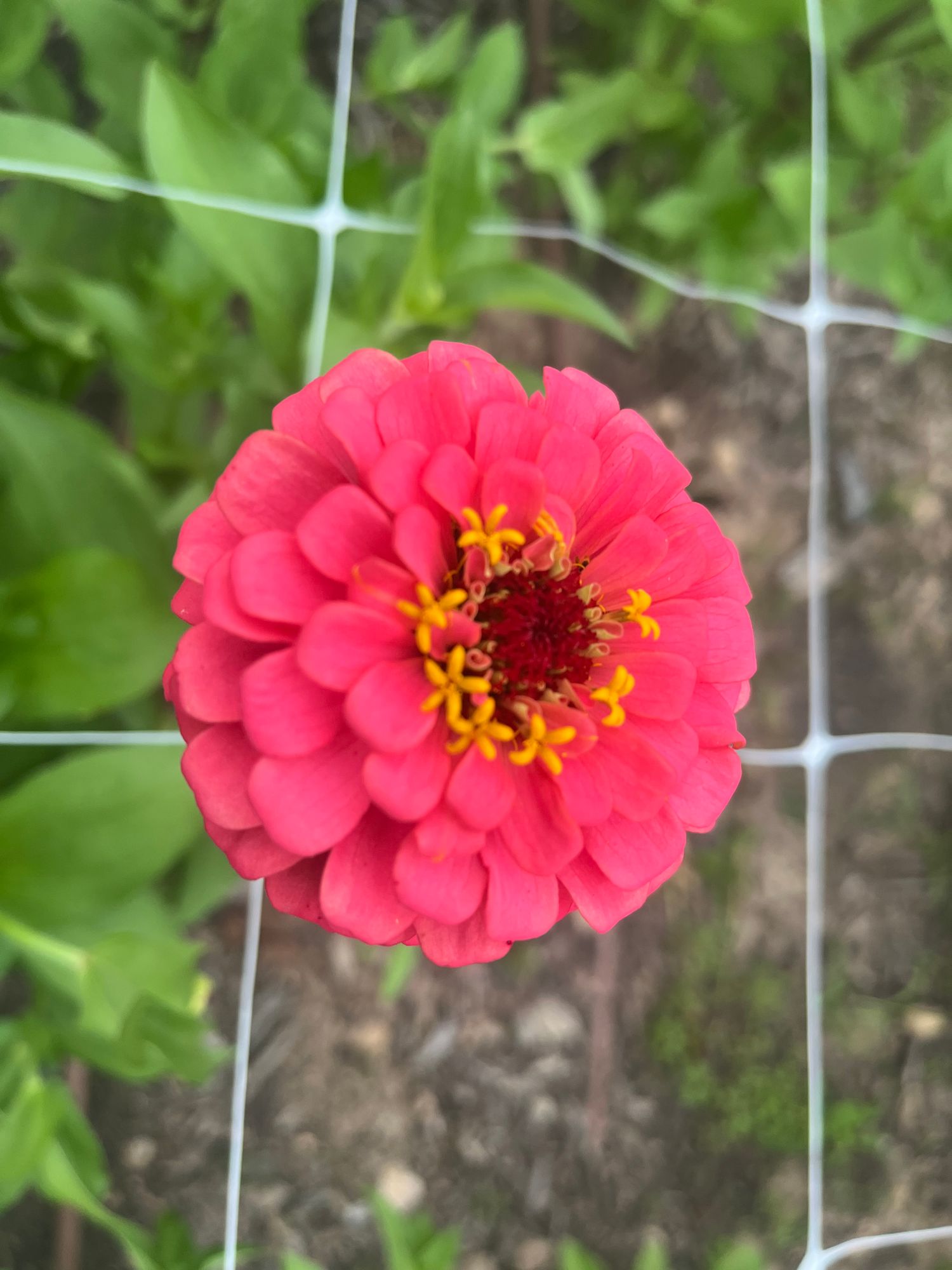 ZINNIA elegans Pumila