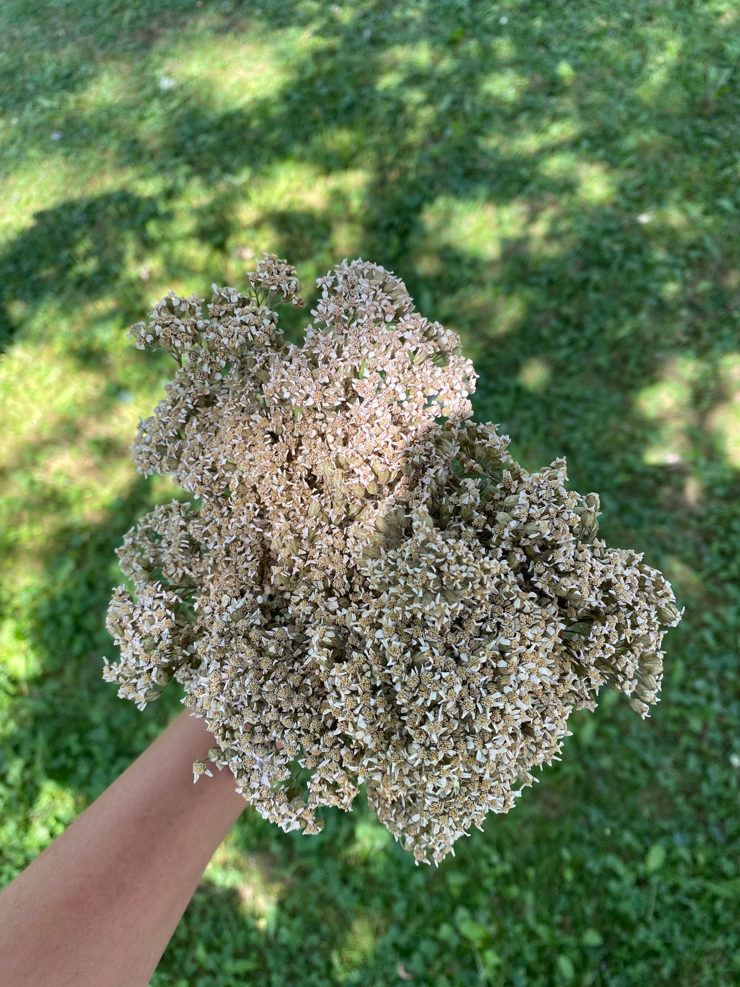 ACHILLEA ageratifolia