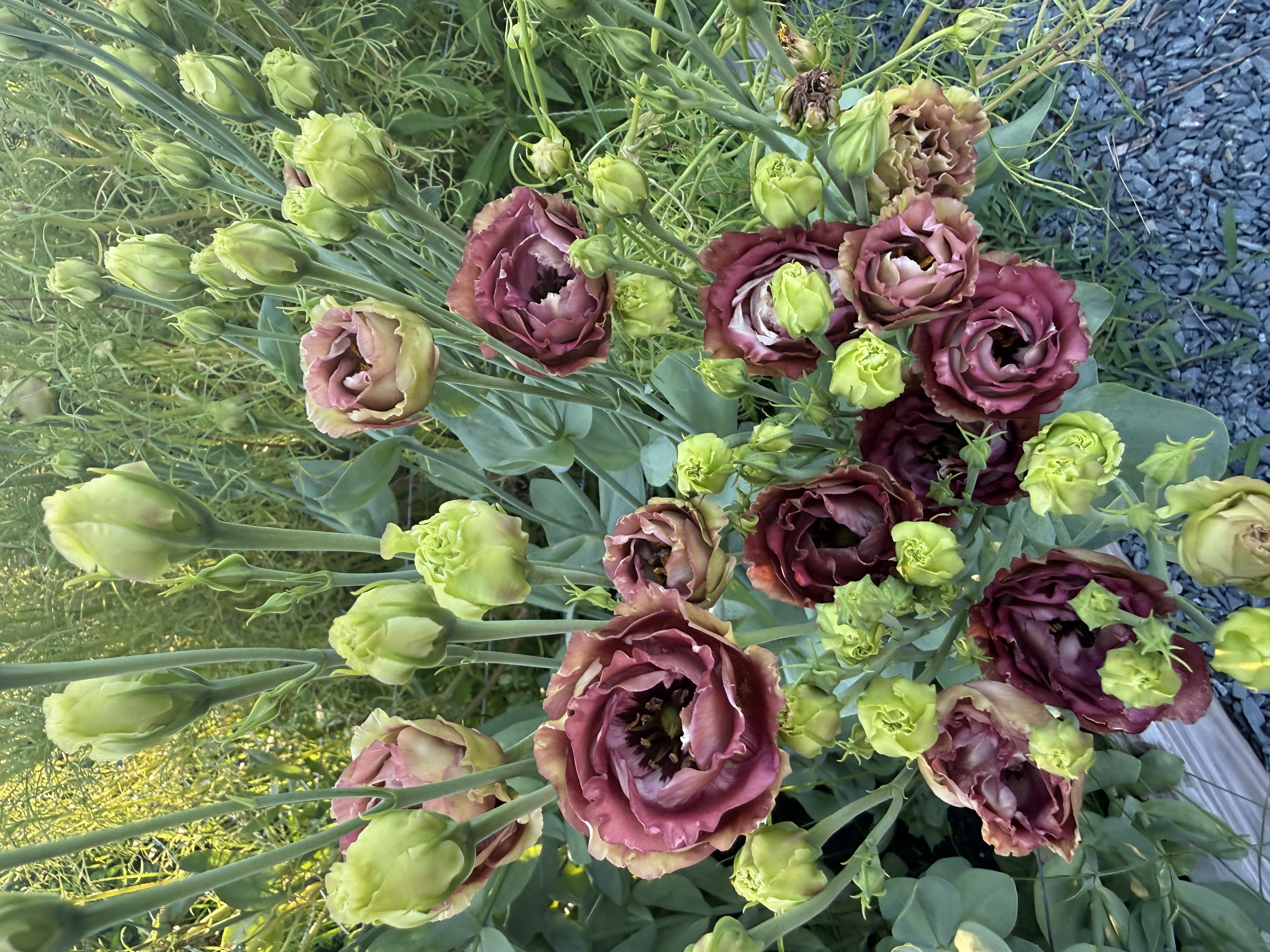 EUSTOMA grandiflorum Rosanne 2 Brown