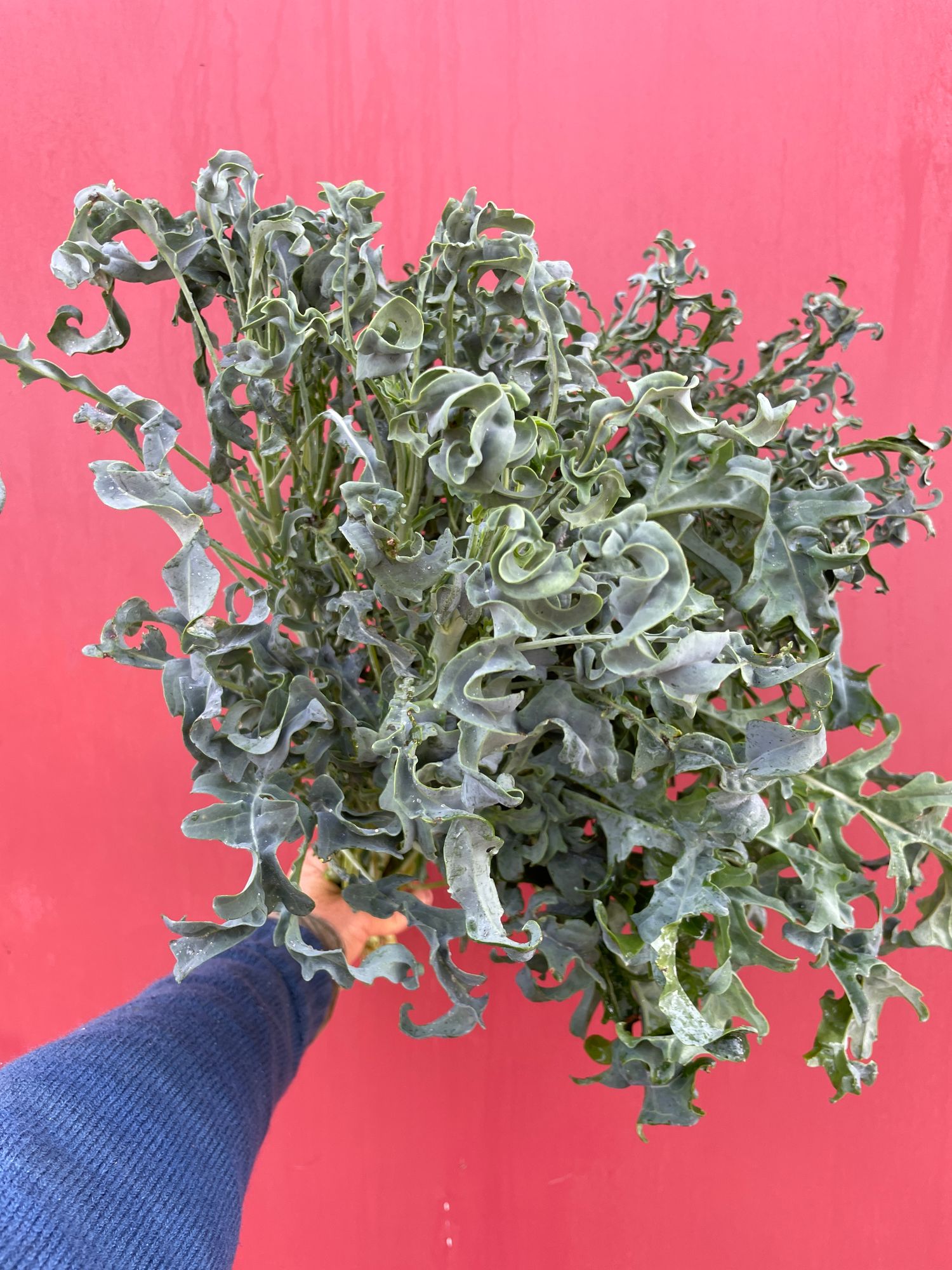 BRASSICA
