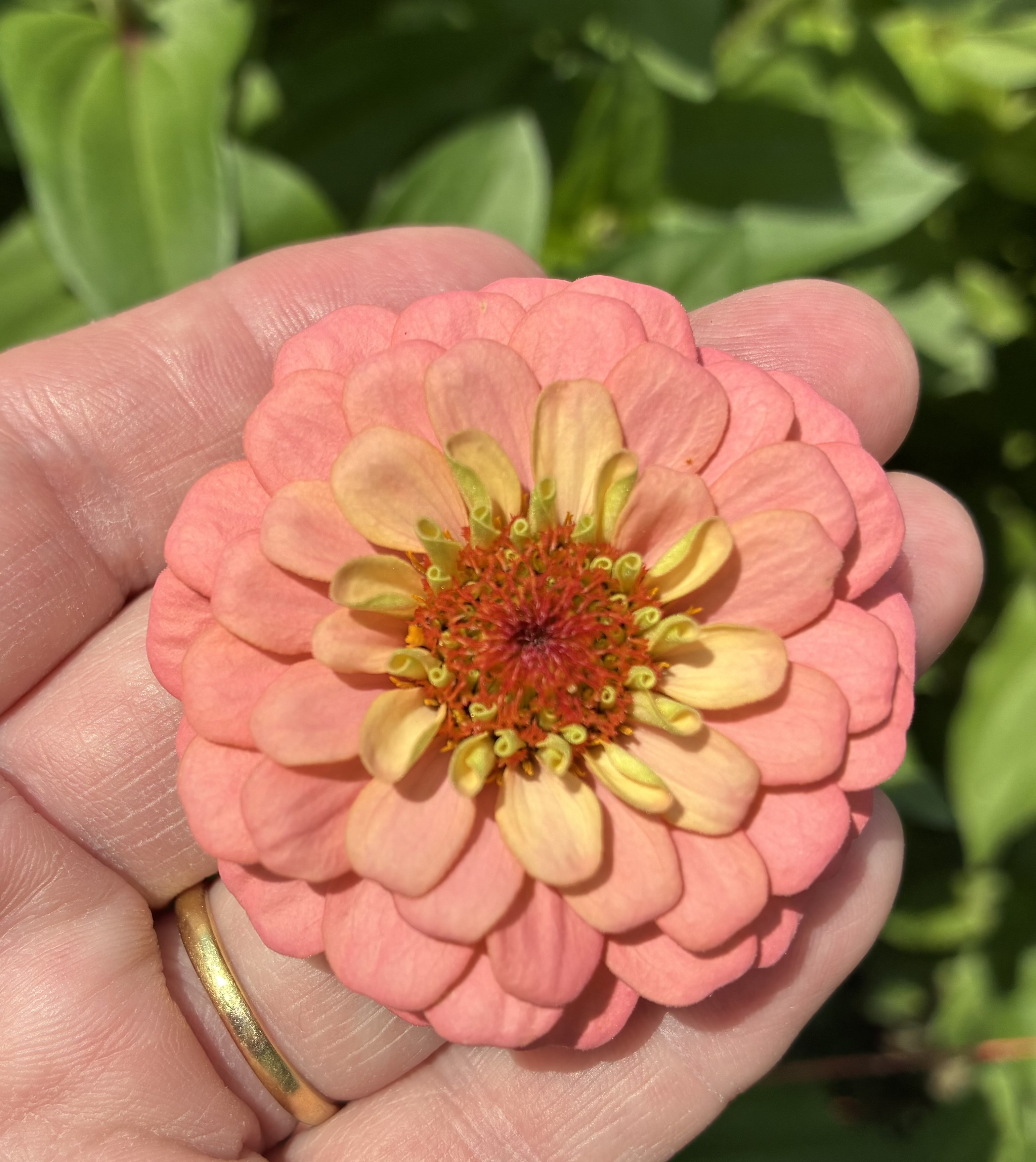 ZINNIA elegans Oklahoma Salmon