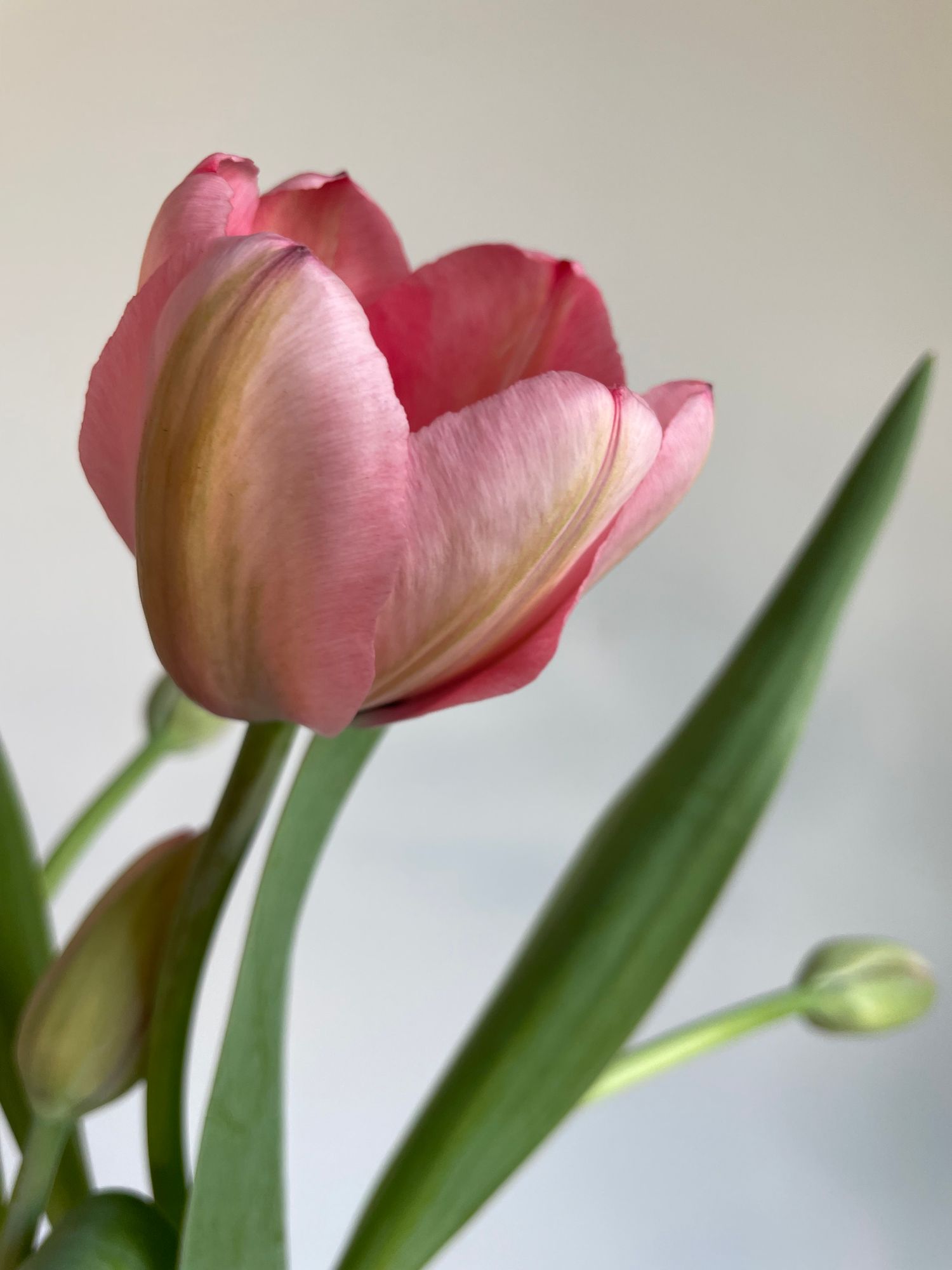 TULIPA Pink Impression