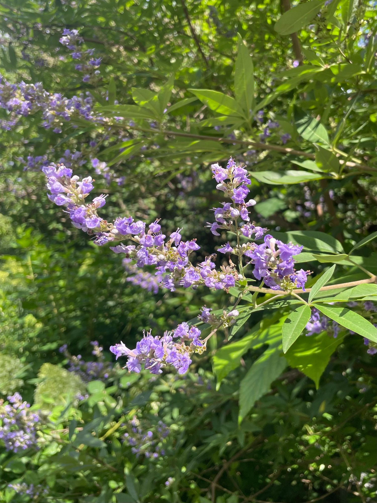VITEX agnus-castus