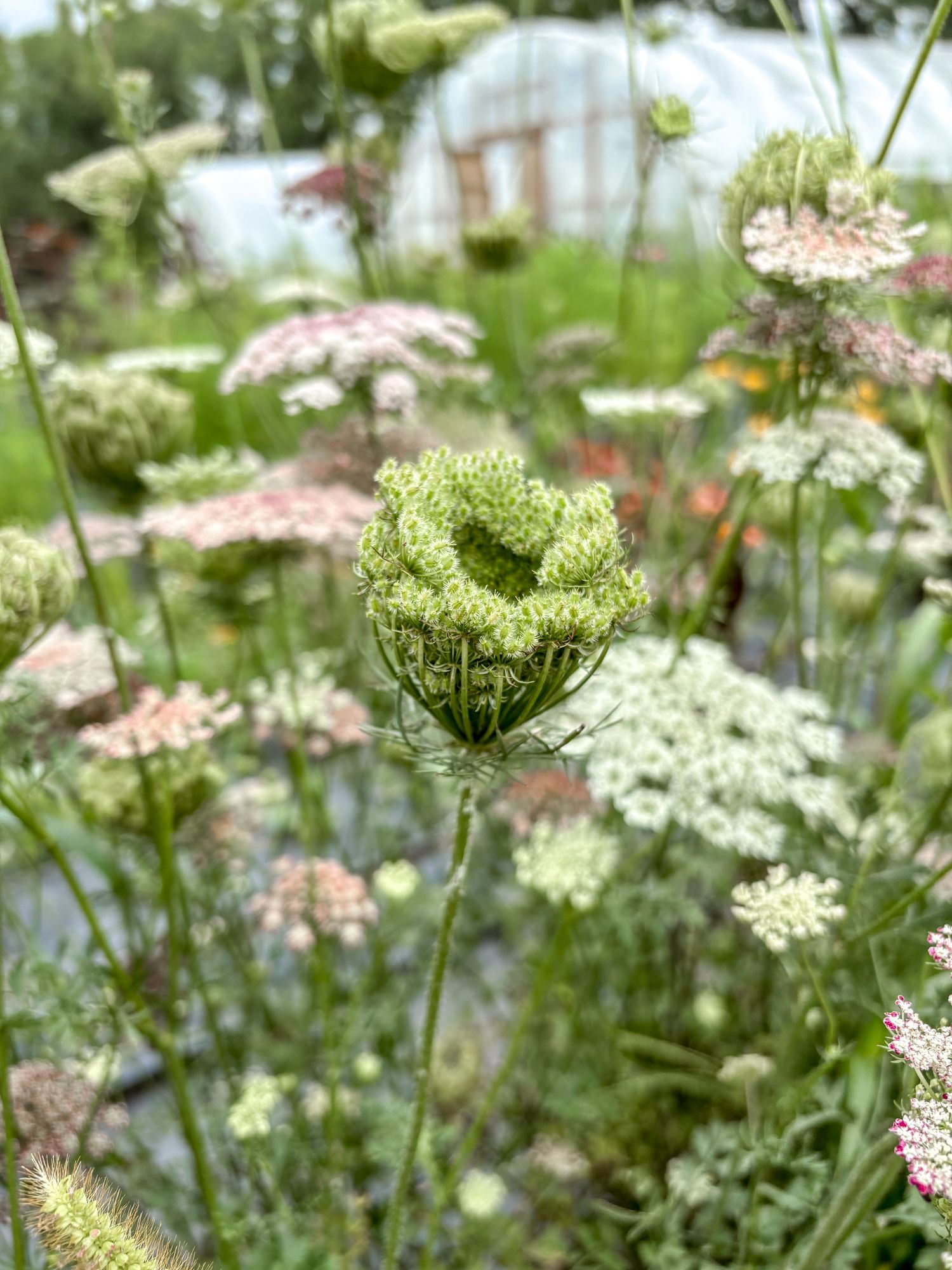 DAUCUS carota Dara
