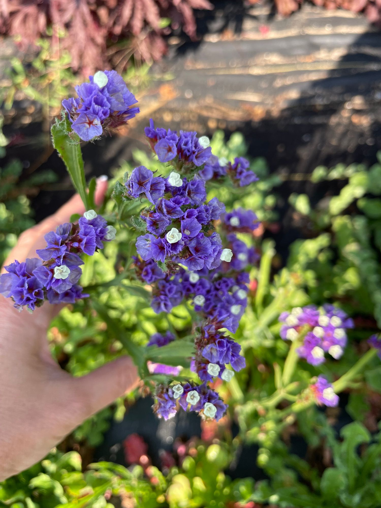 LIMONIUM sinuatum Seeker