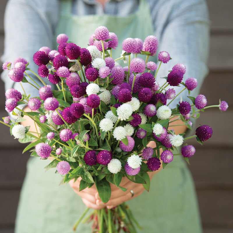 GOMPHRENA globosa Audray