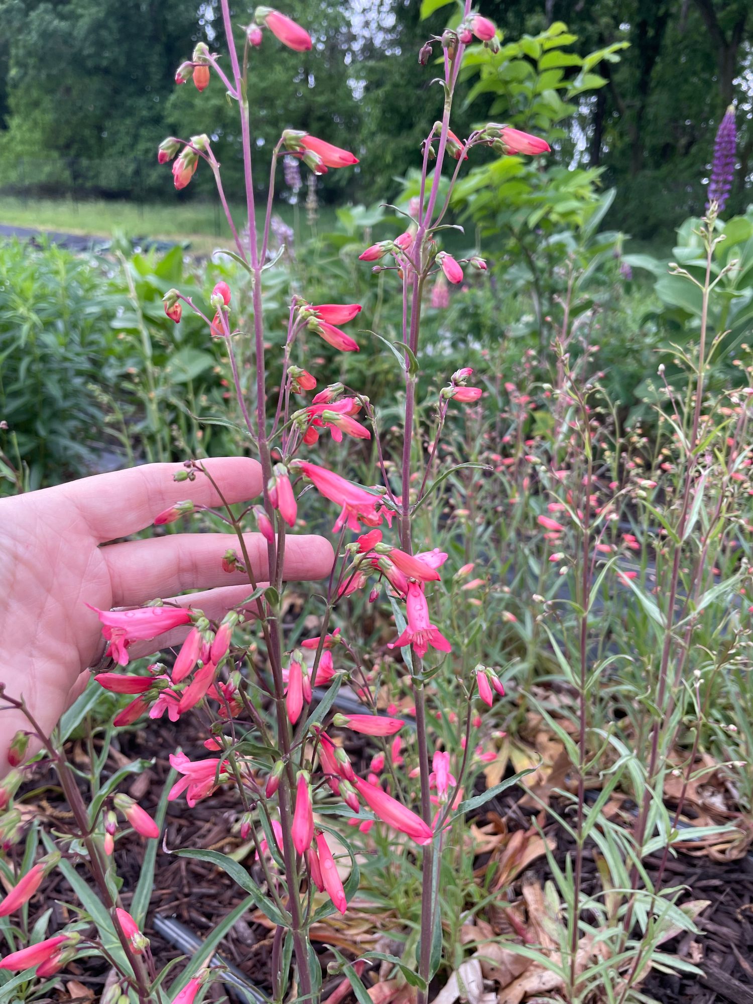 PENSTEMON barbatus Twizzle Coral