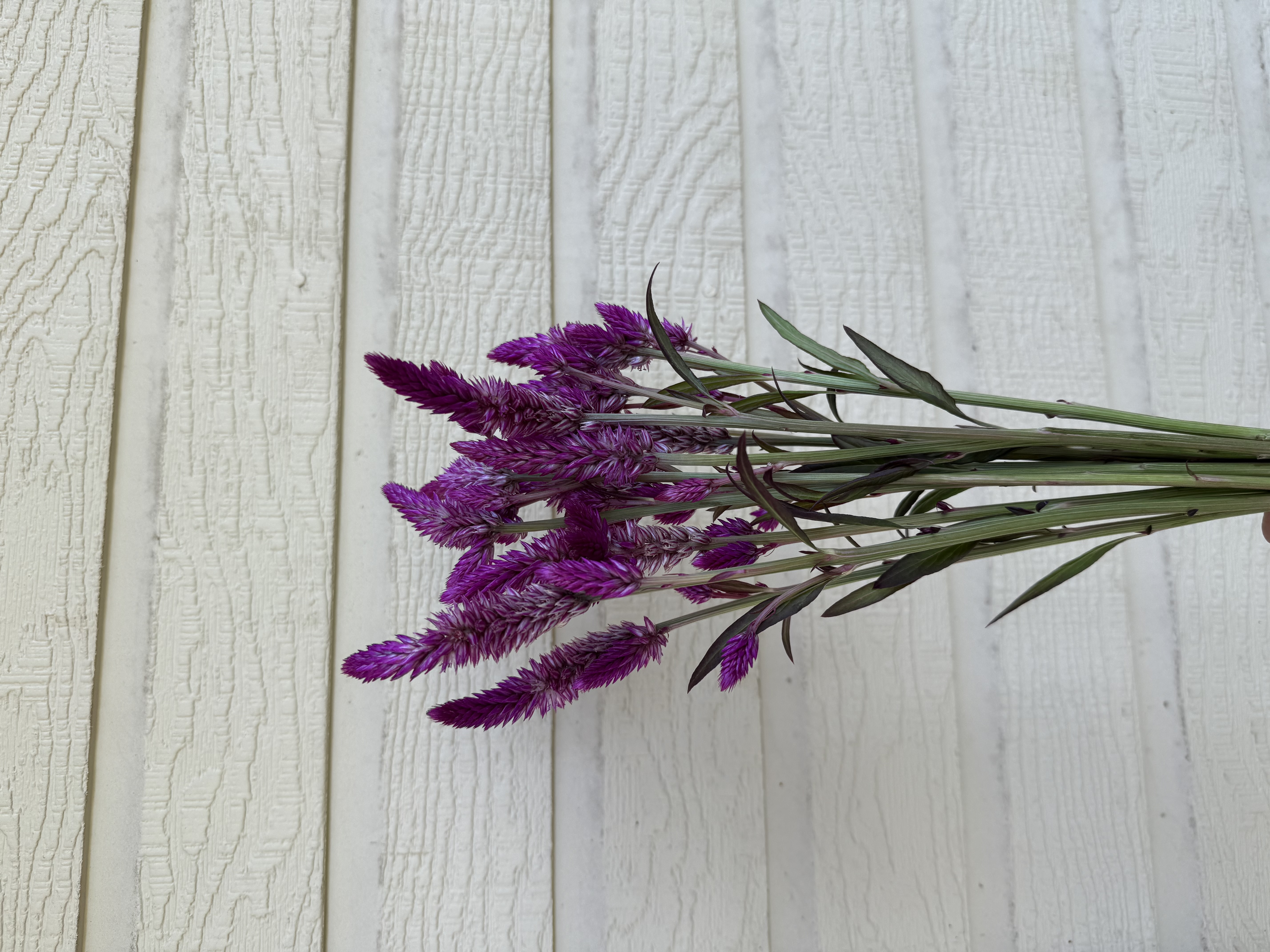 CELOSIA argentea spicata Ruby Parfait
