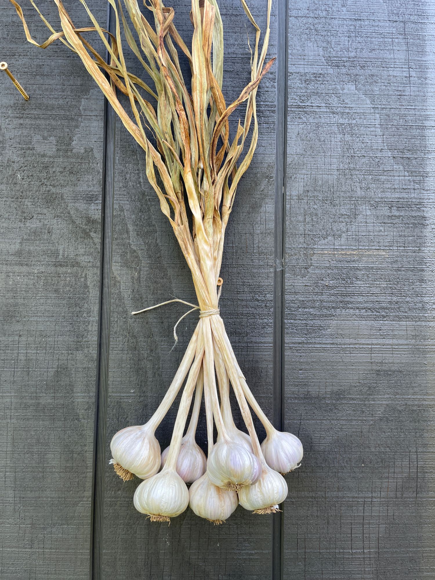 Heirloom Garlic 'Creole Red'