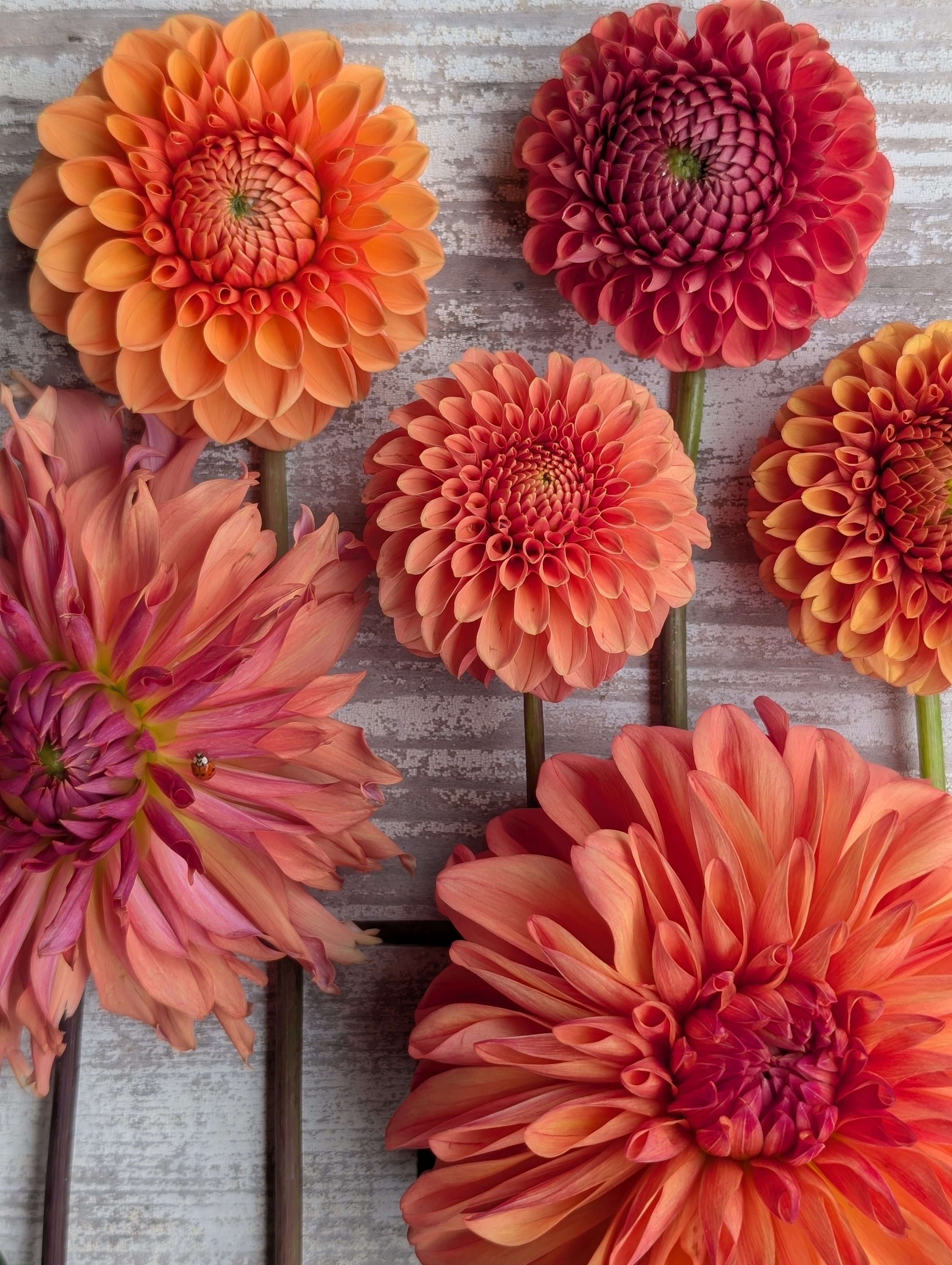 DAHLIA