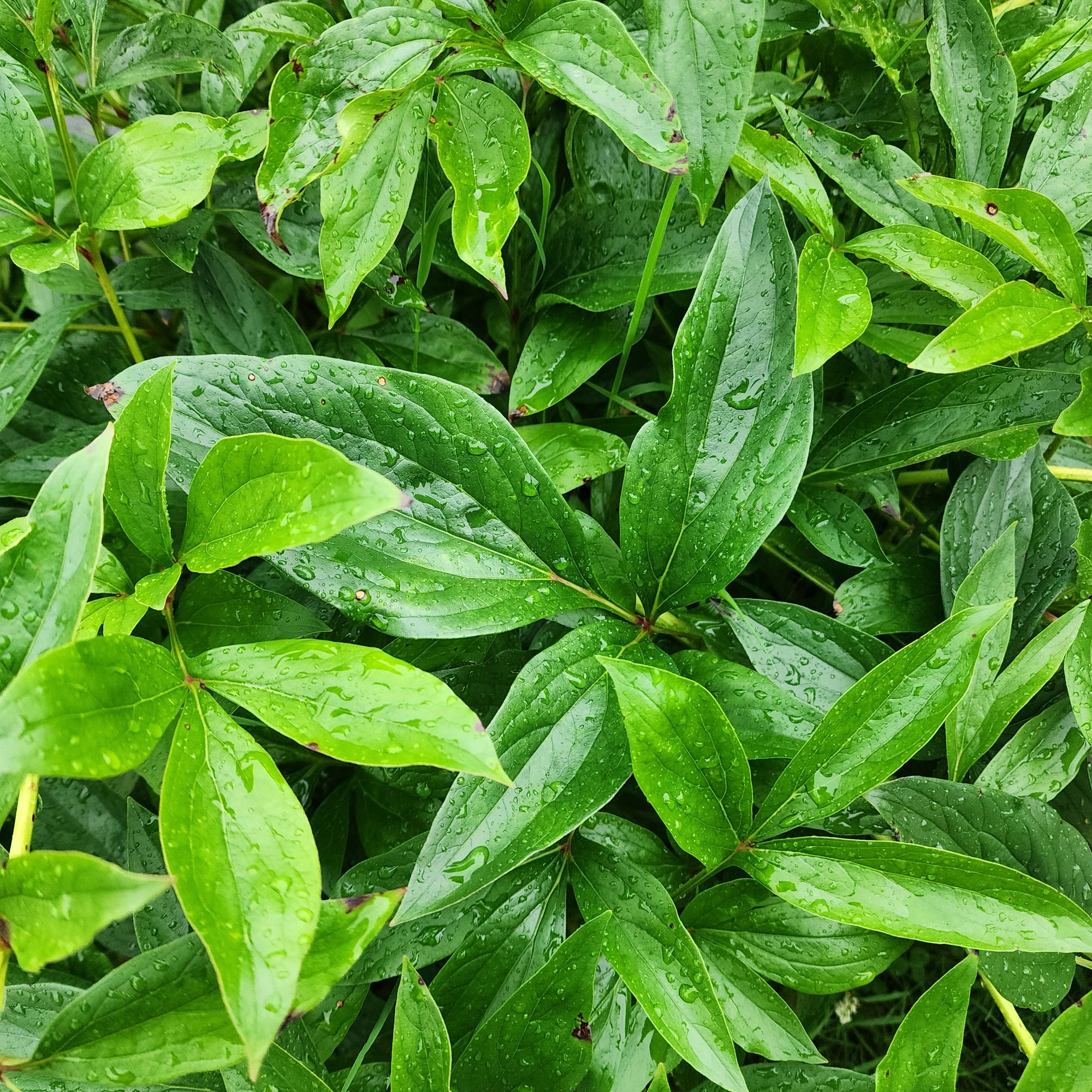 PAEONIA