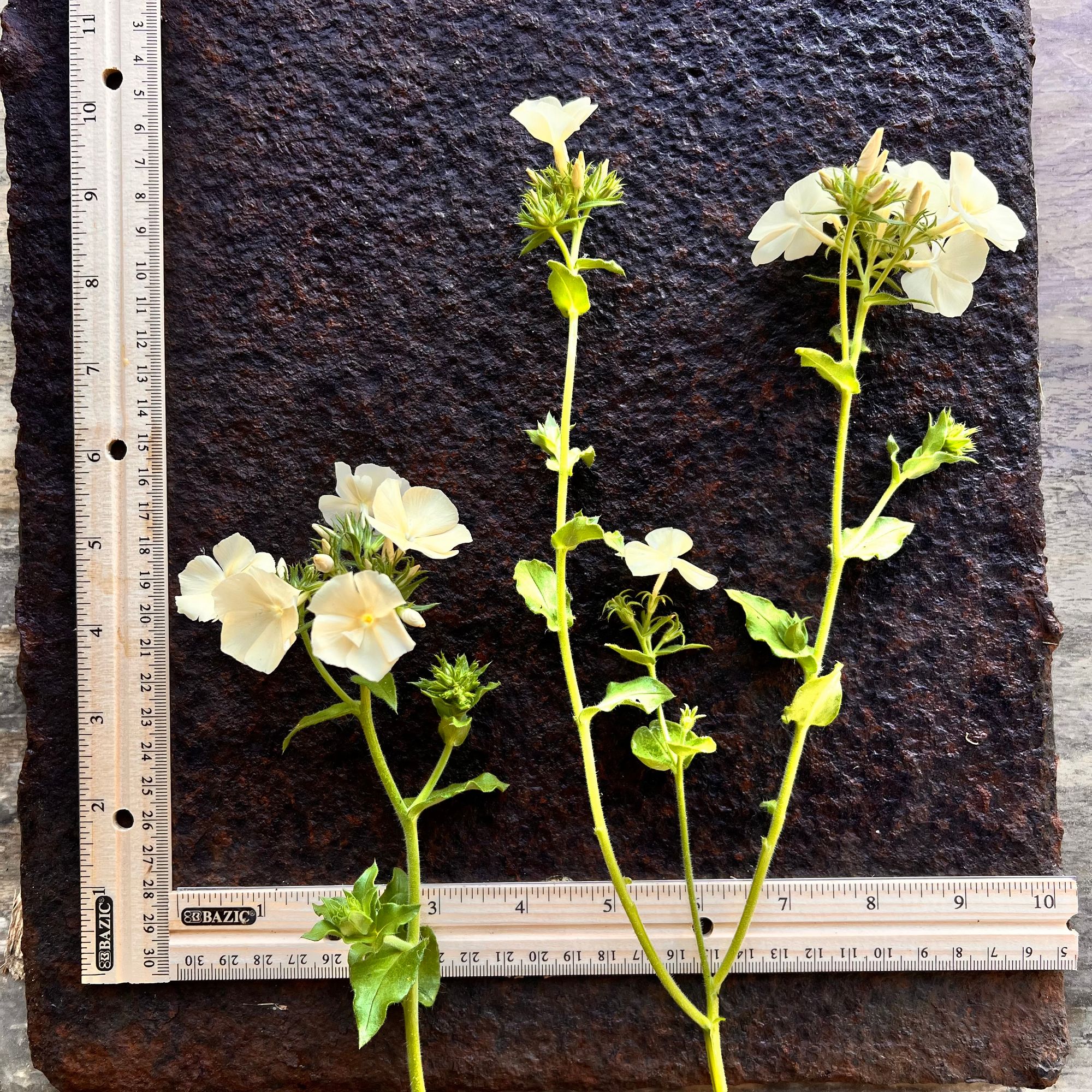 PHLOX drummondii Isabellina