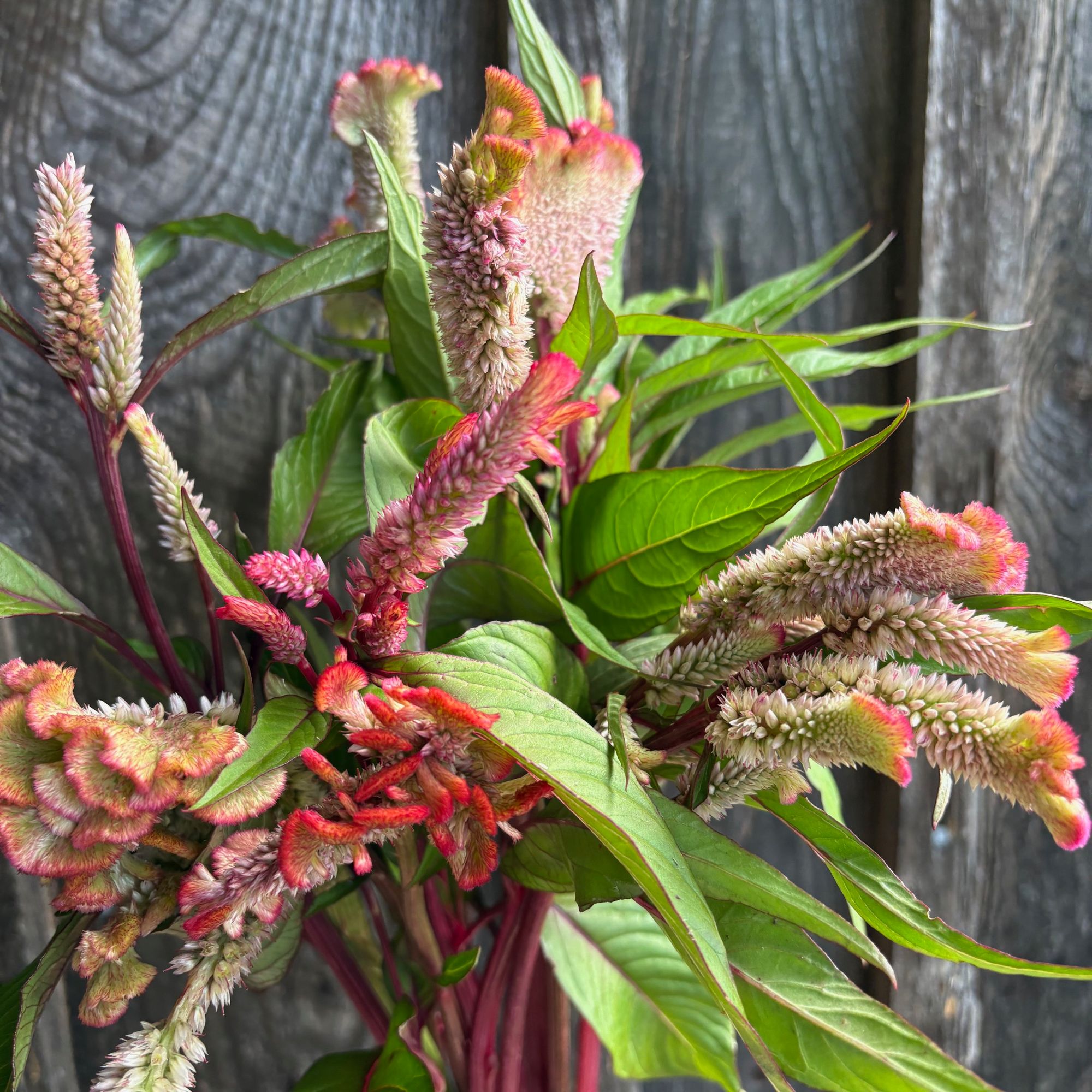CELOSIA argentea var. cristata Fruit Punch