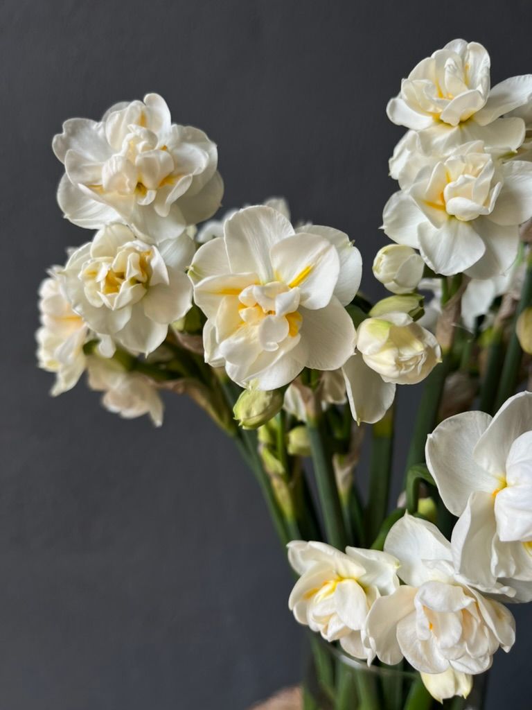 NARCISSUS