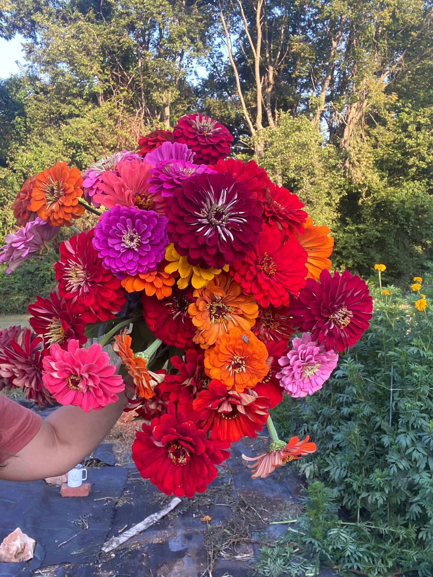 ZINNIA elegans Benarys Giant