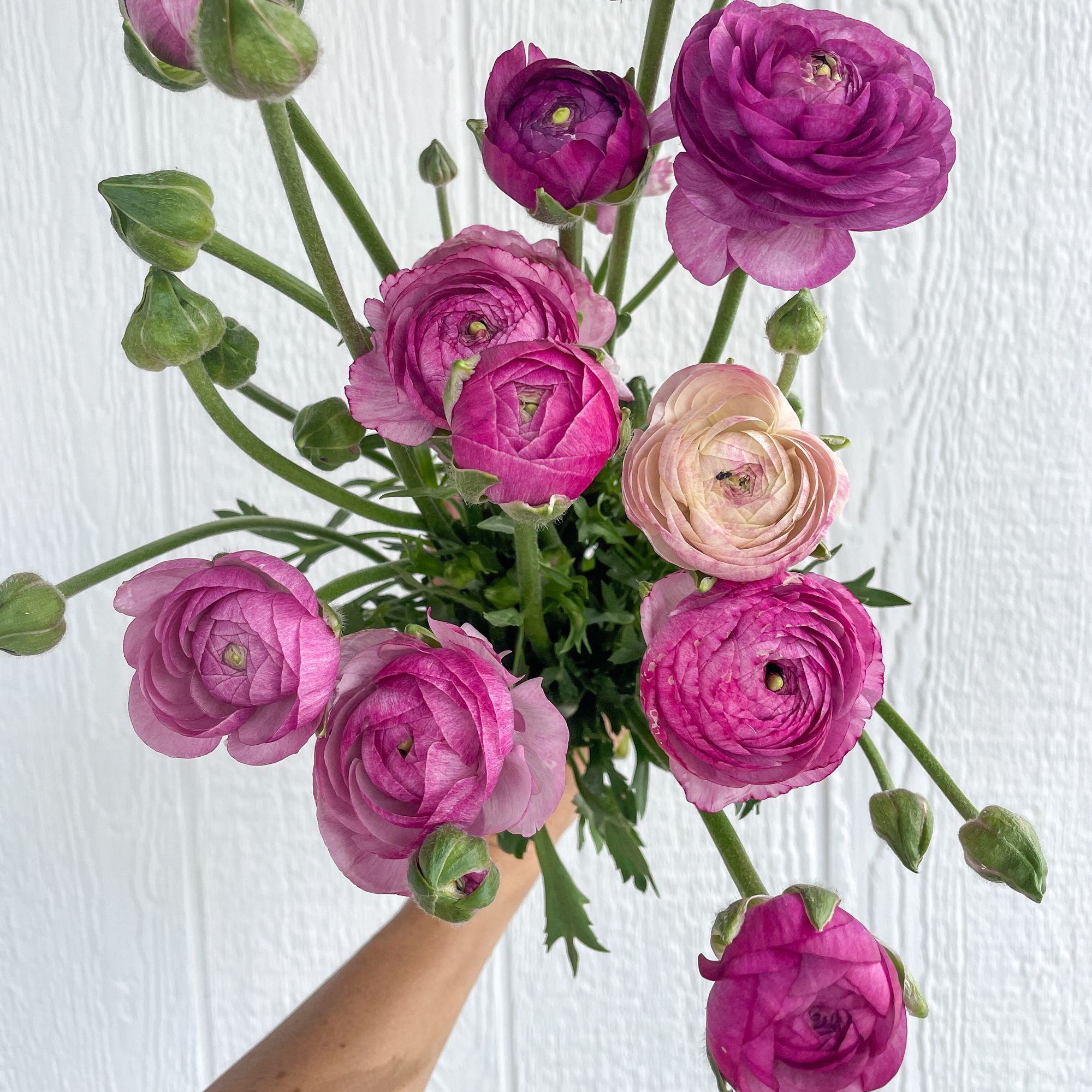 RANUNCULUS Amandine Purple Jean