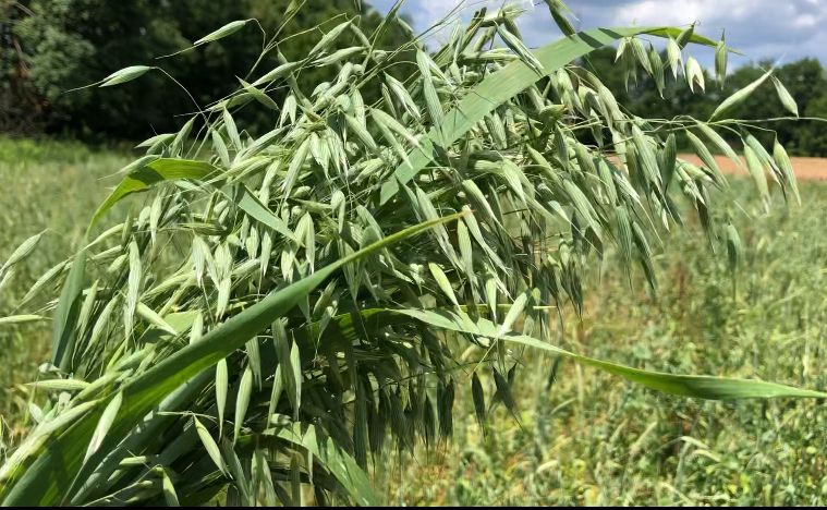 AVENA sativa