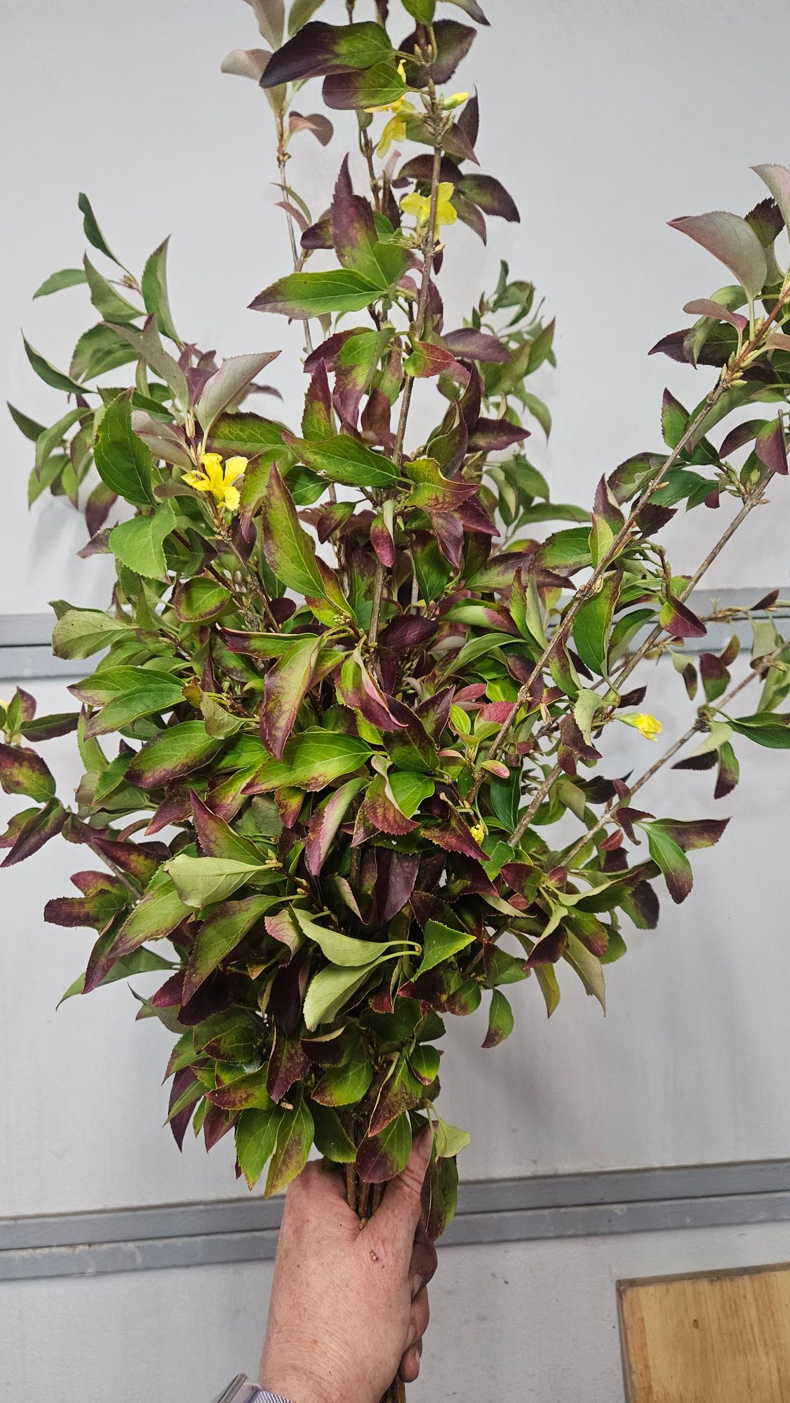 FORSYTHIA