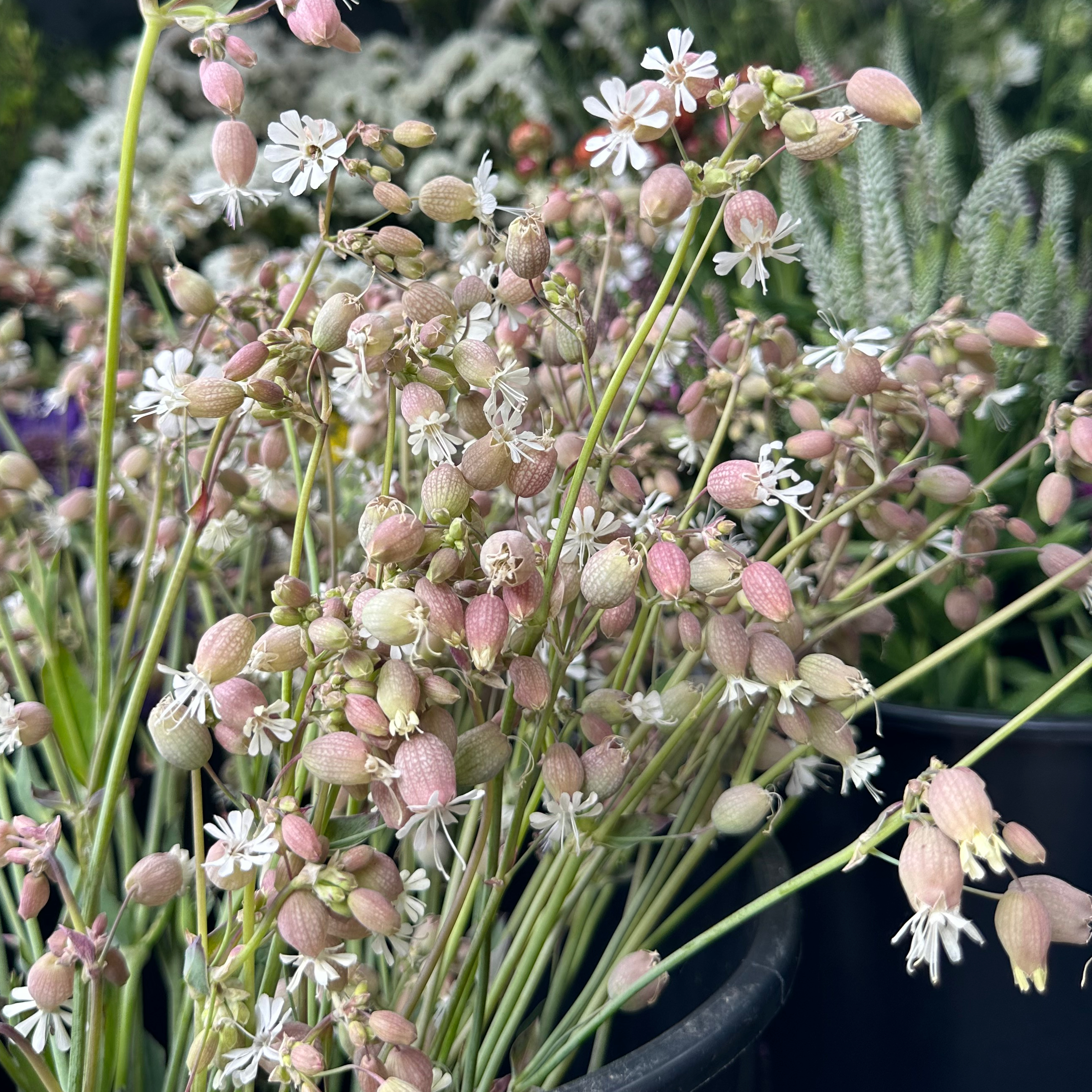 SILENE vulgaris