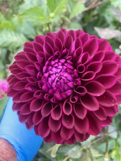 DAHLIA Ball