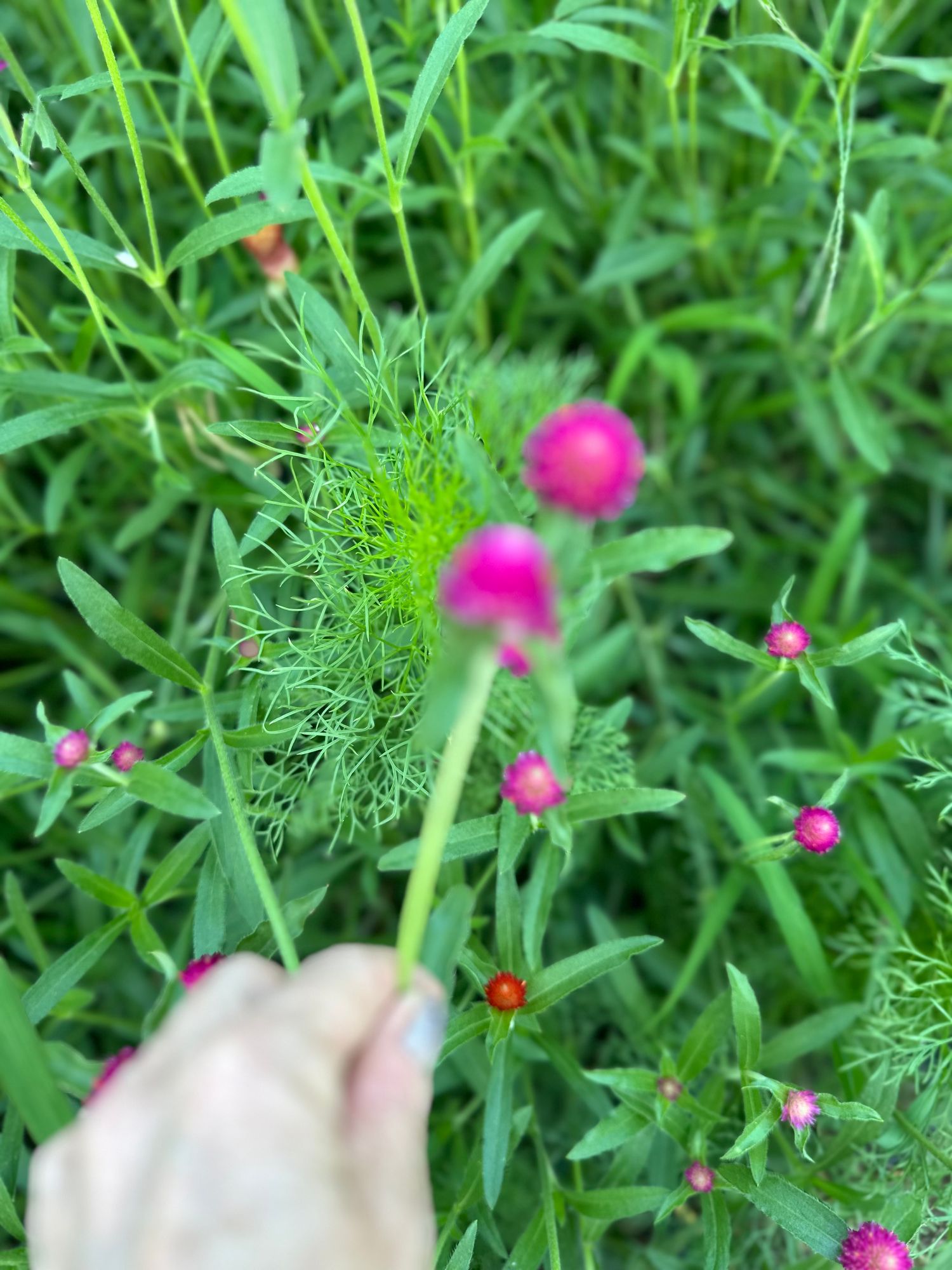 GOMPHRENA globosa