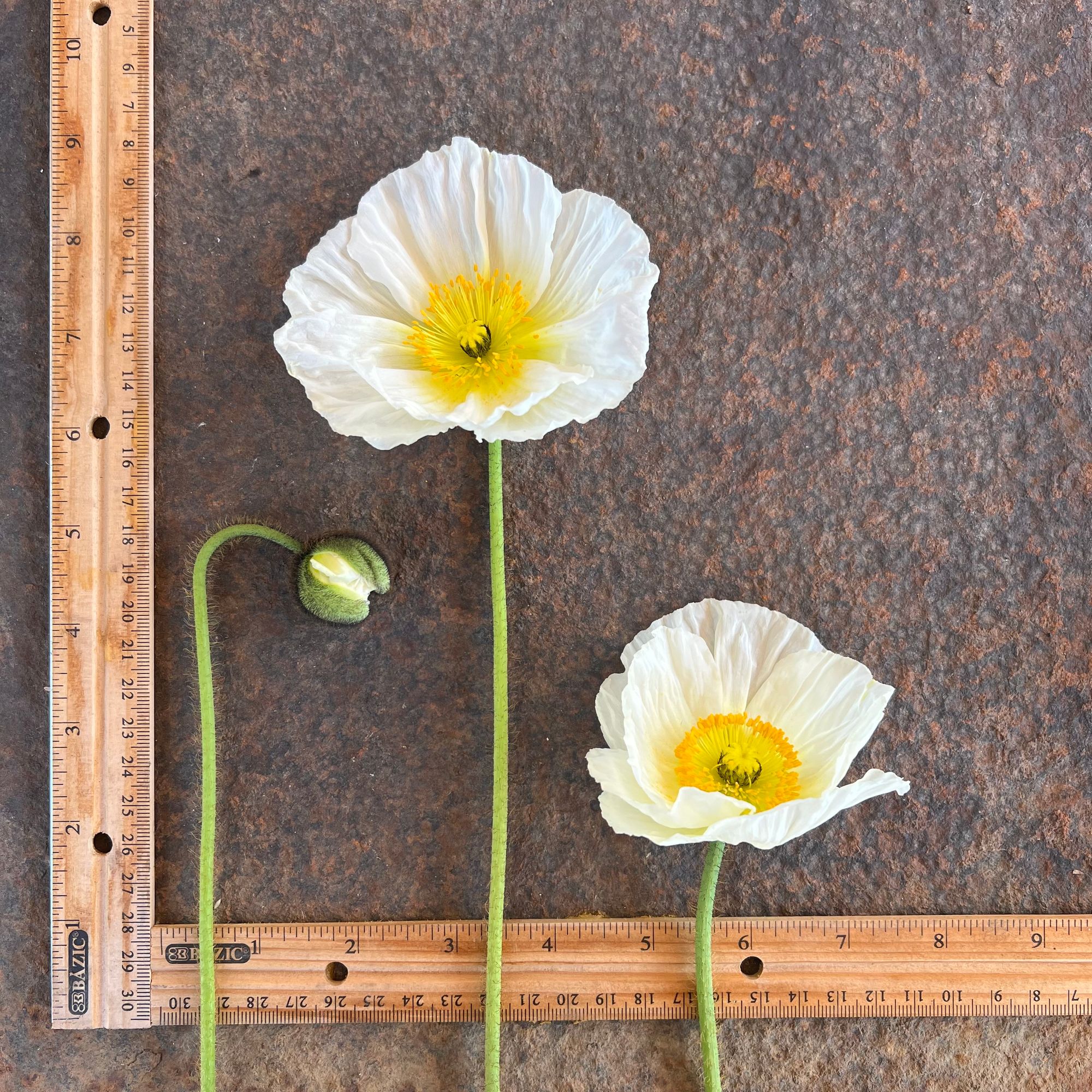 PAPAVER nudicaule Champagne Bubbles