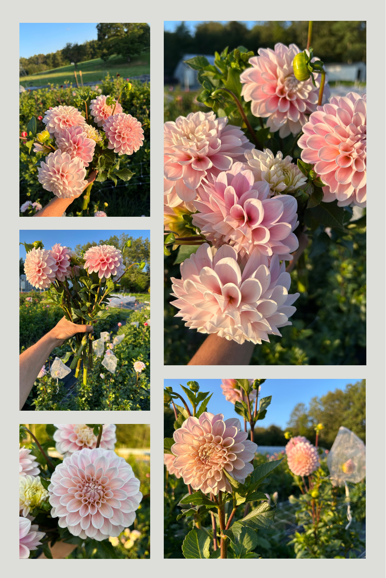 DAHLIA Sweet Nathalie