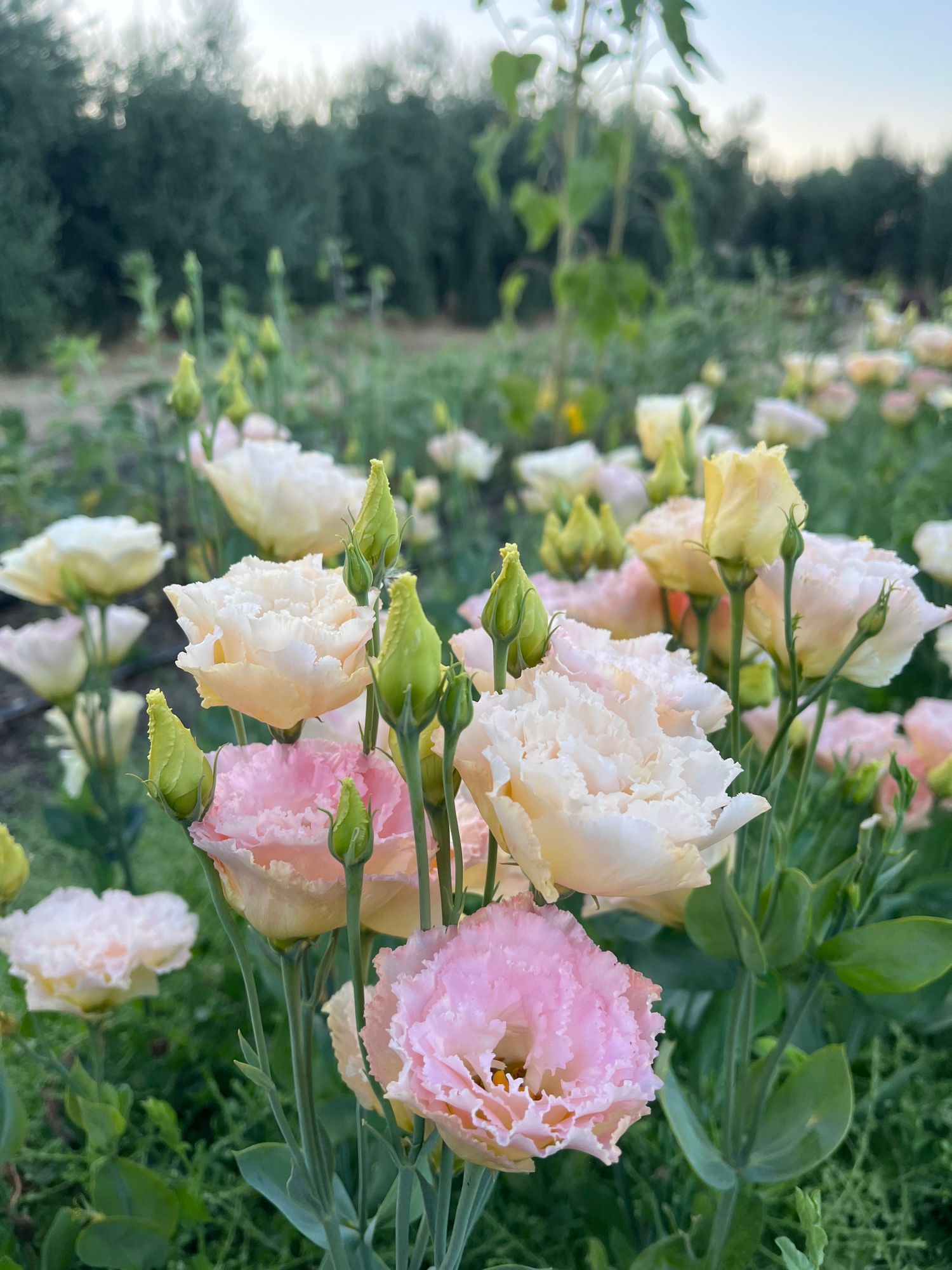 EUSTOMA grandiflorum Voyage Champagne