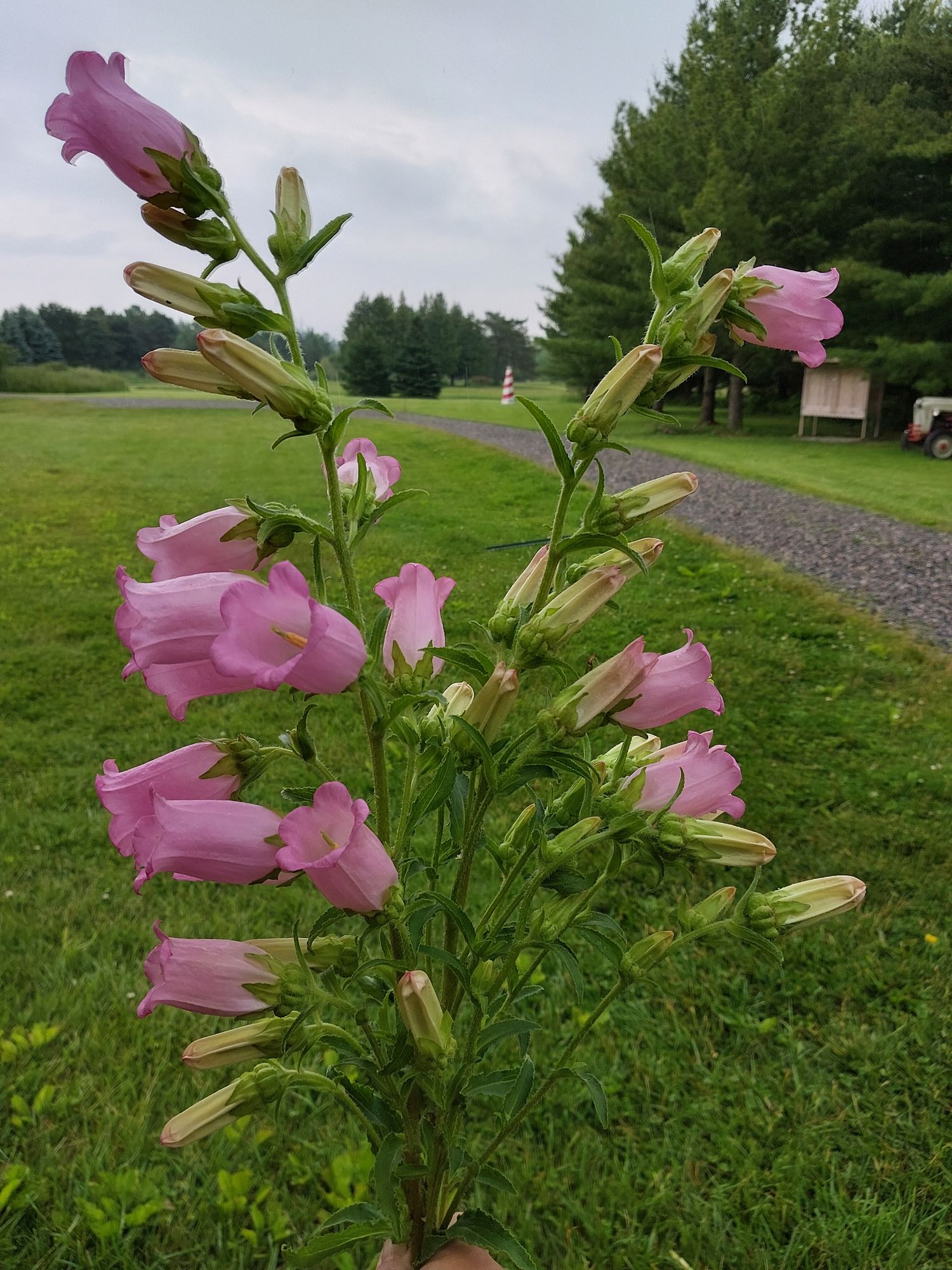CAMPANULA medium Champion II Pink