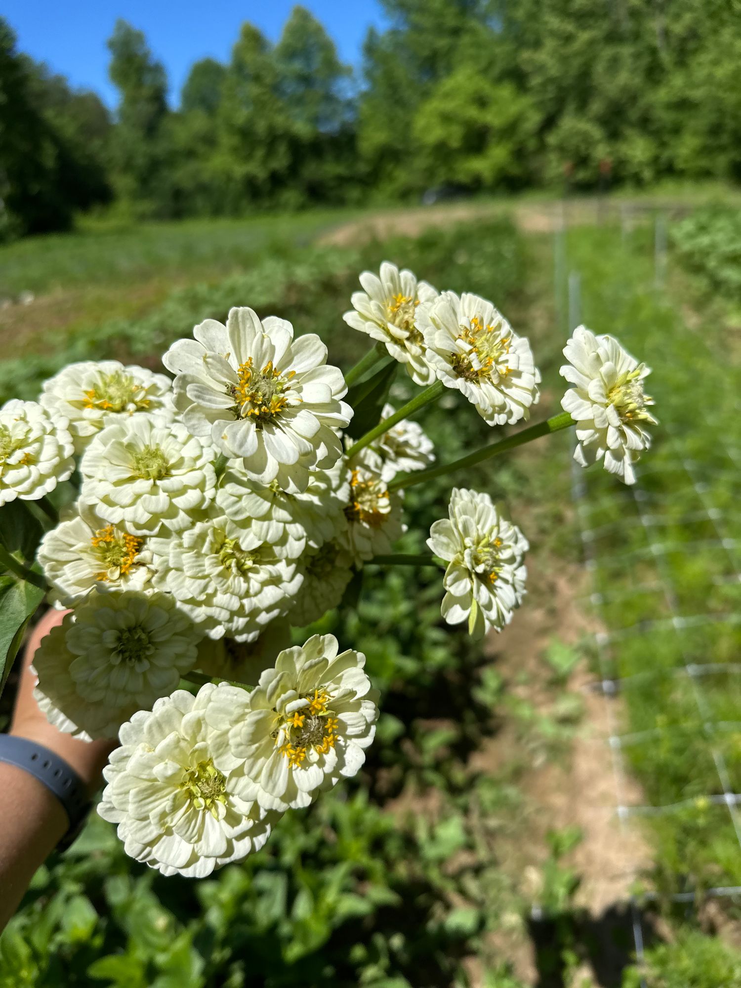 ZINNIA elegans Oklahoma White