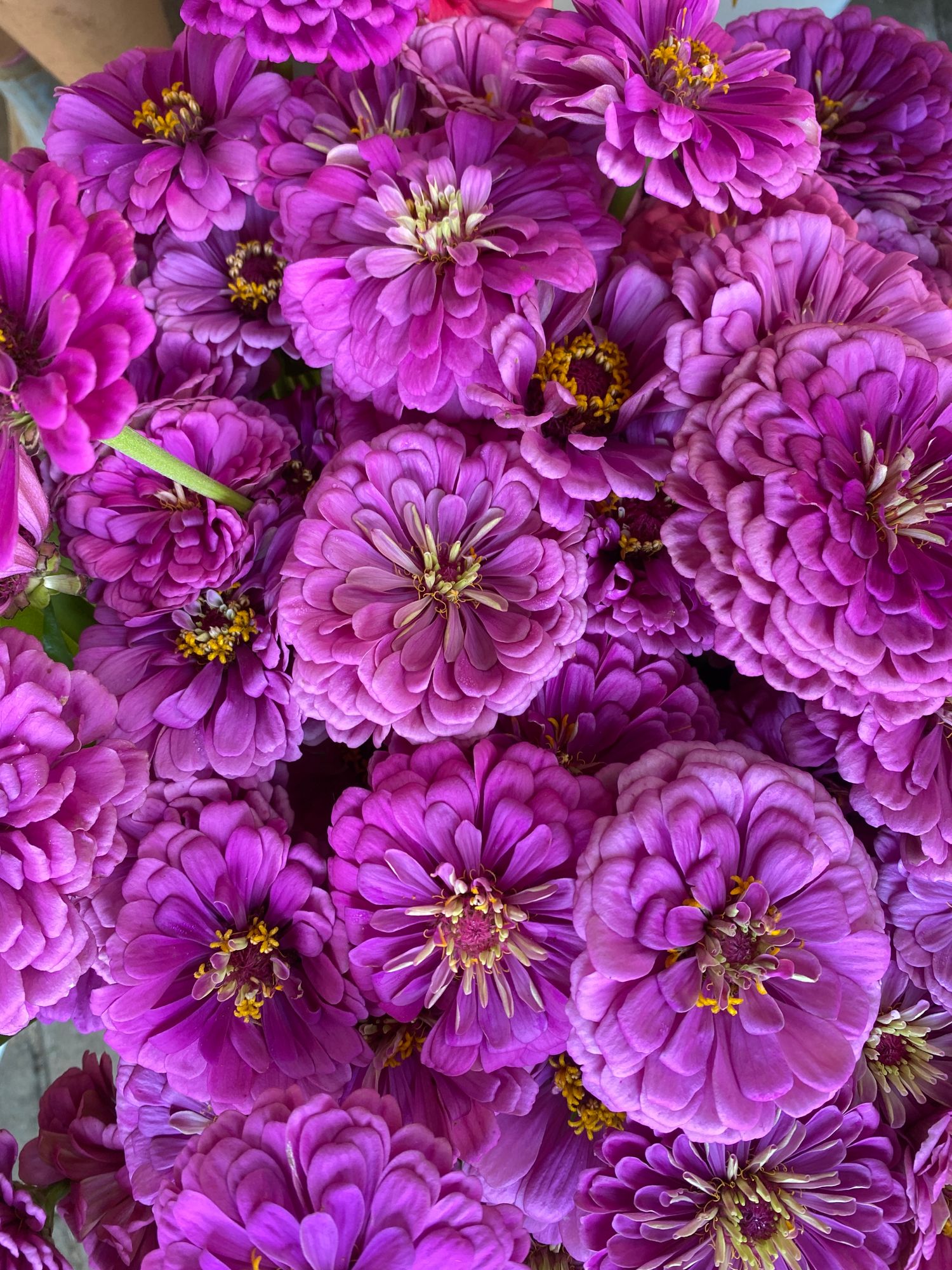 ZINNIA elegans Benarys Giant