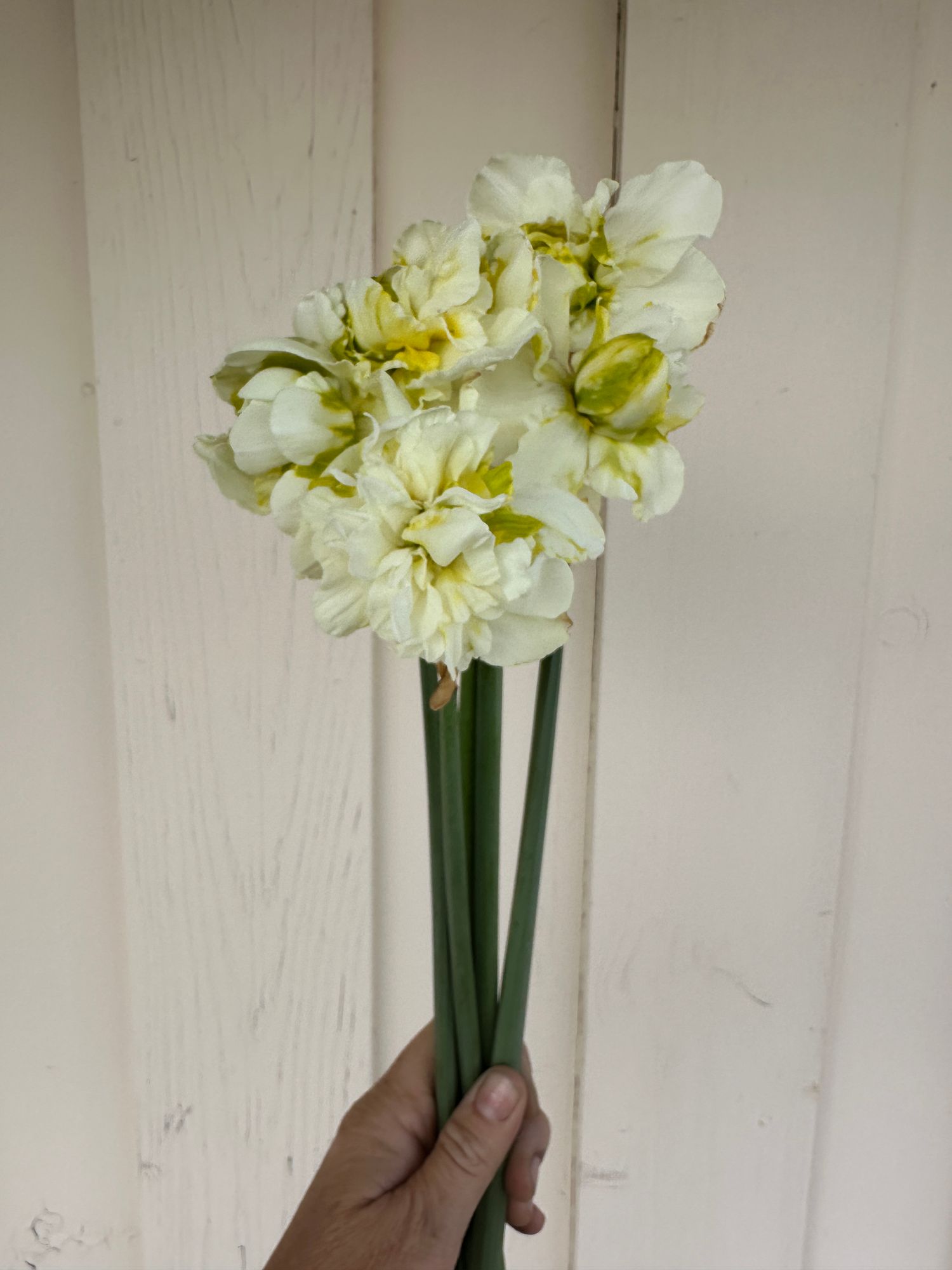 NARCISSUS White Explosion