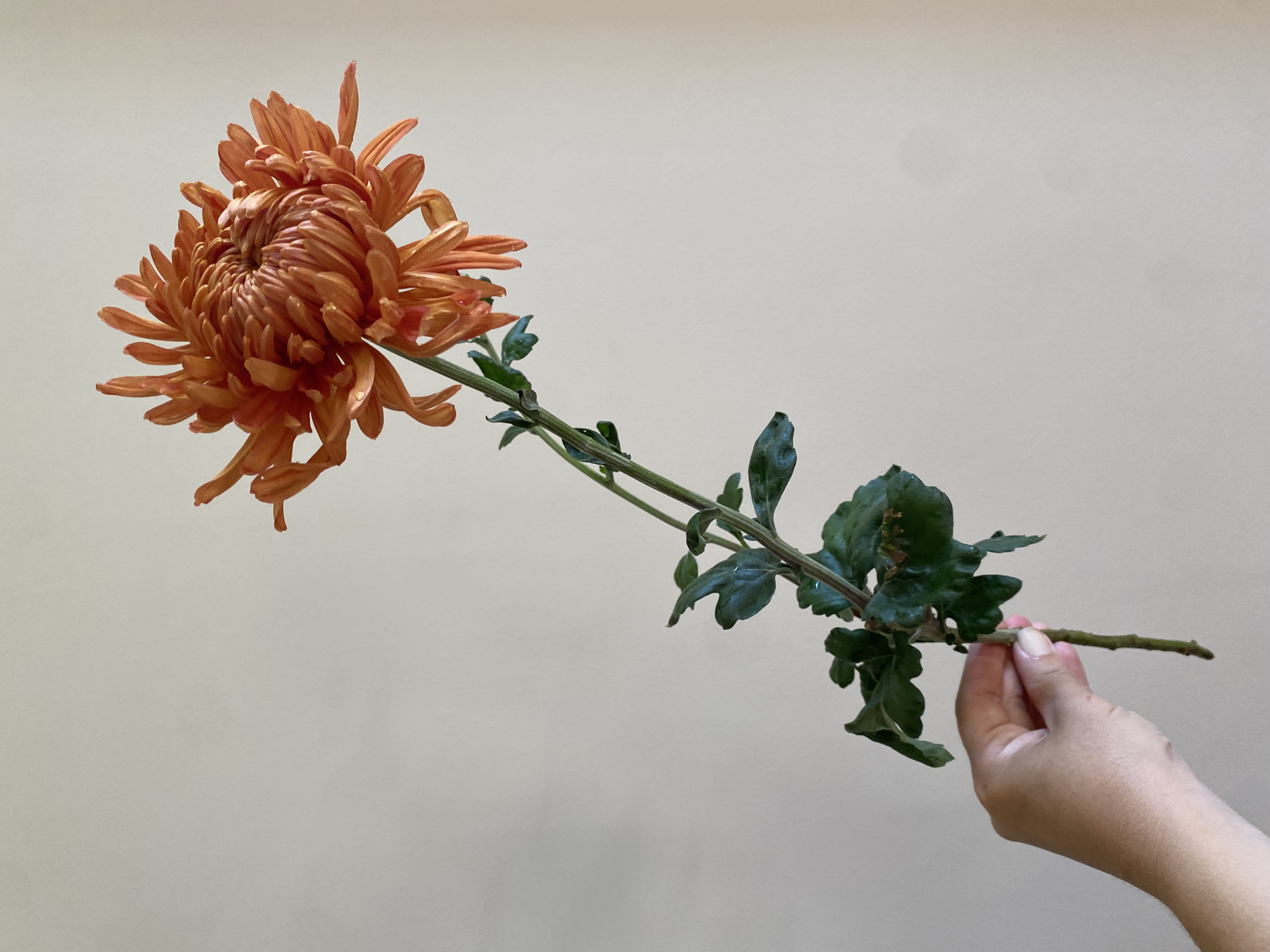 CHRYSANTHEMUM
