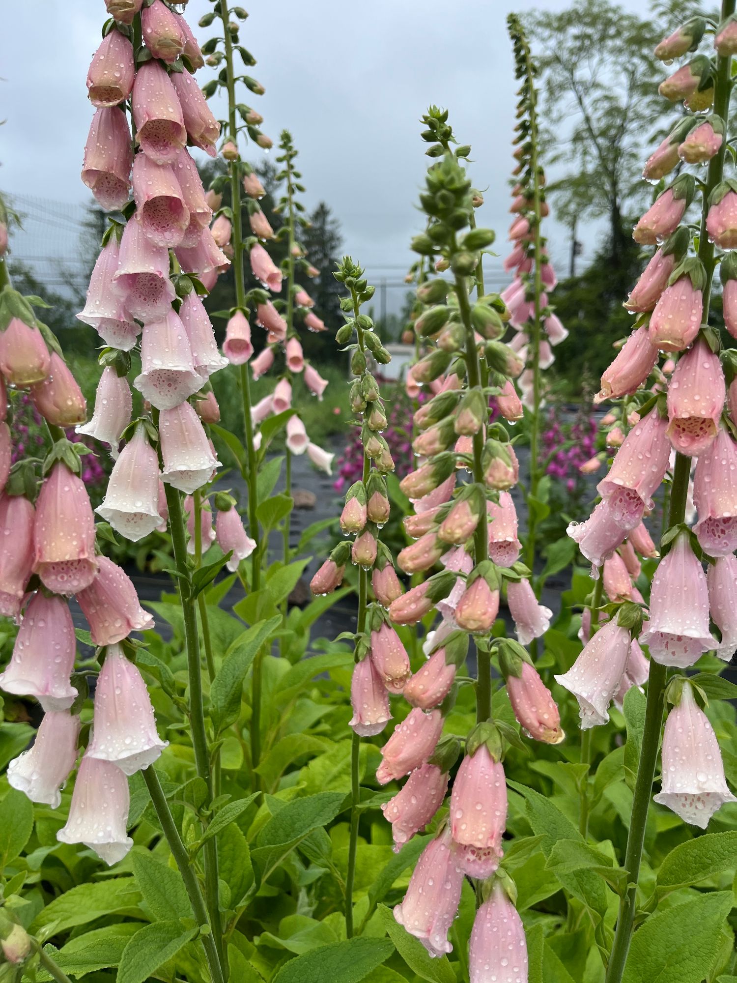 DIGITALIS purpurea Apricot Beauty