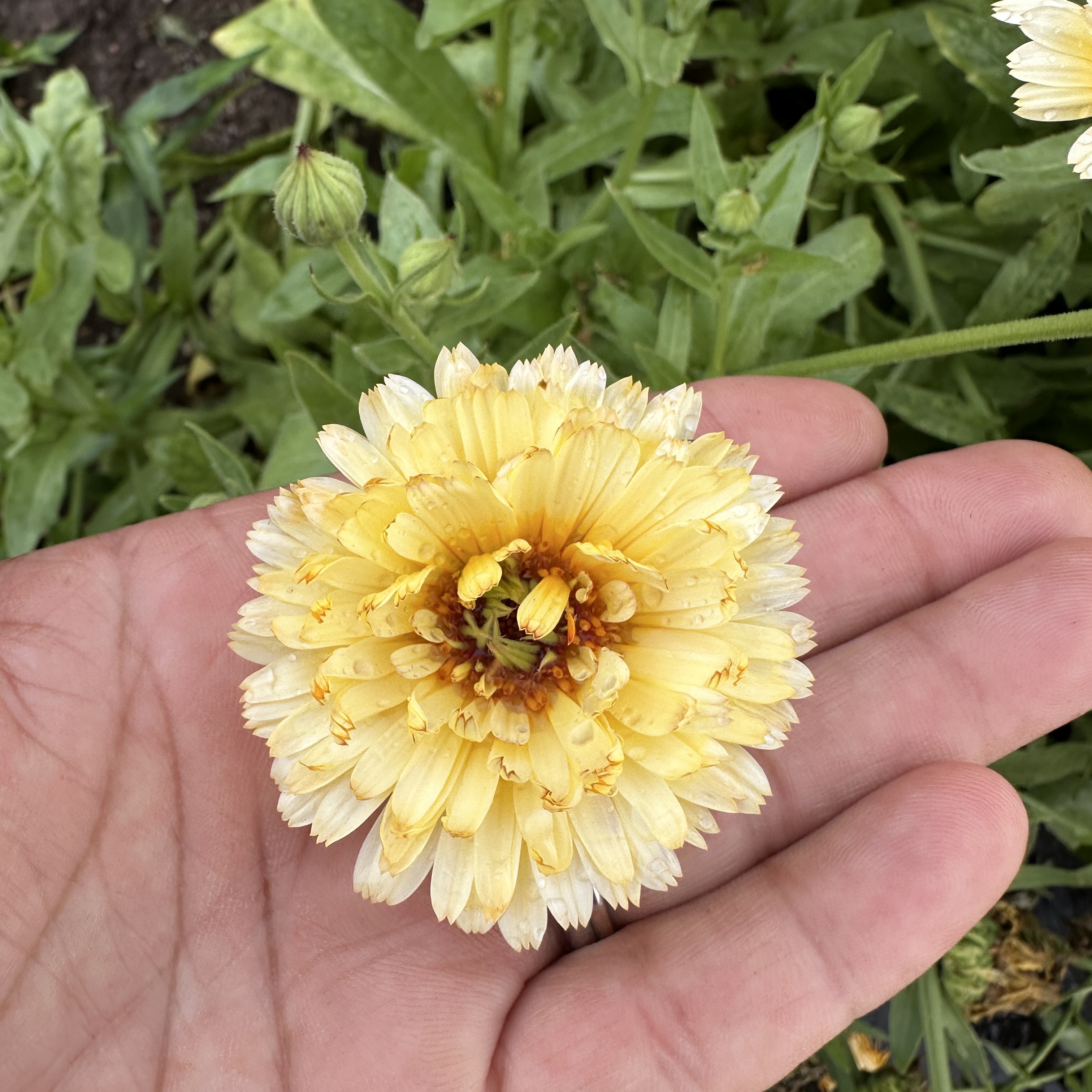 CALENDULA officinalis